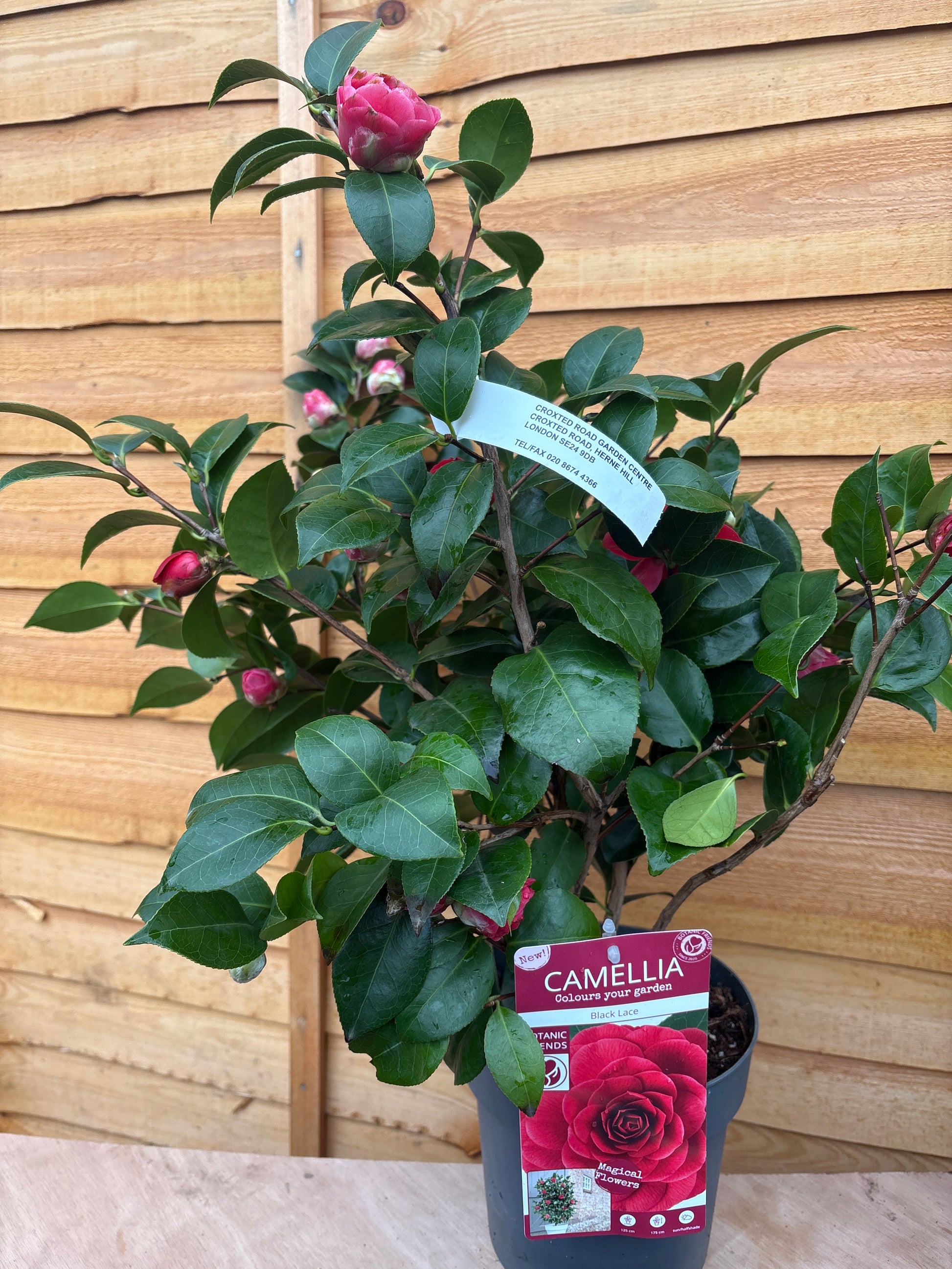 Camellia Japonica 'Black Lace'