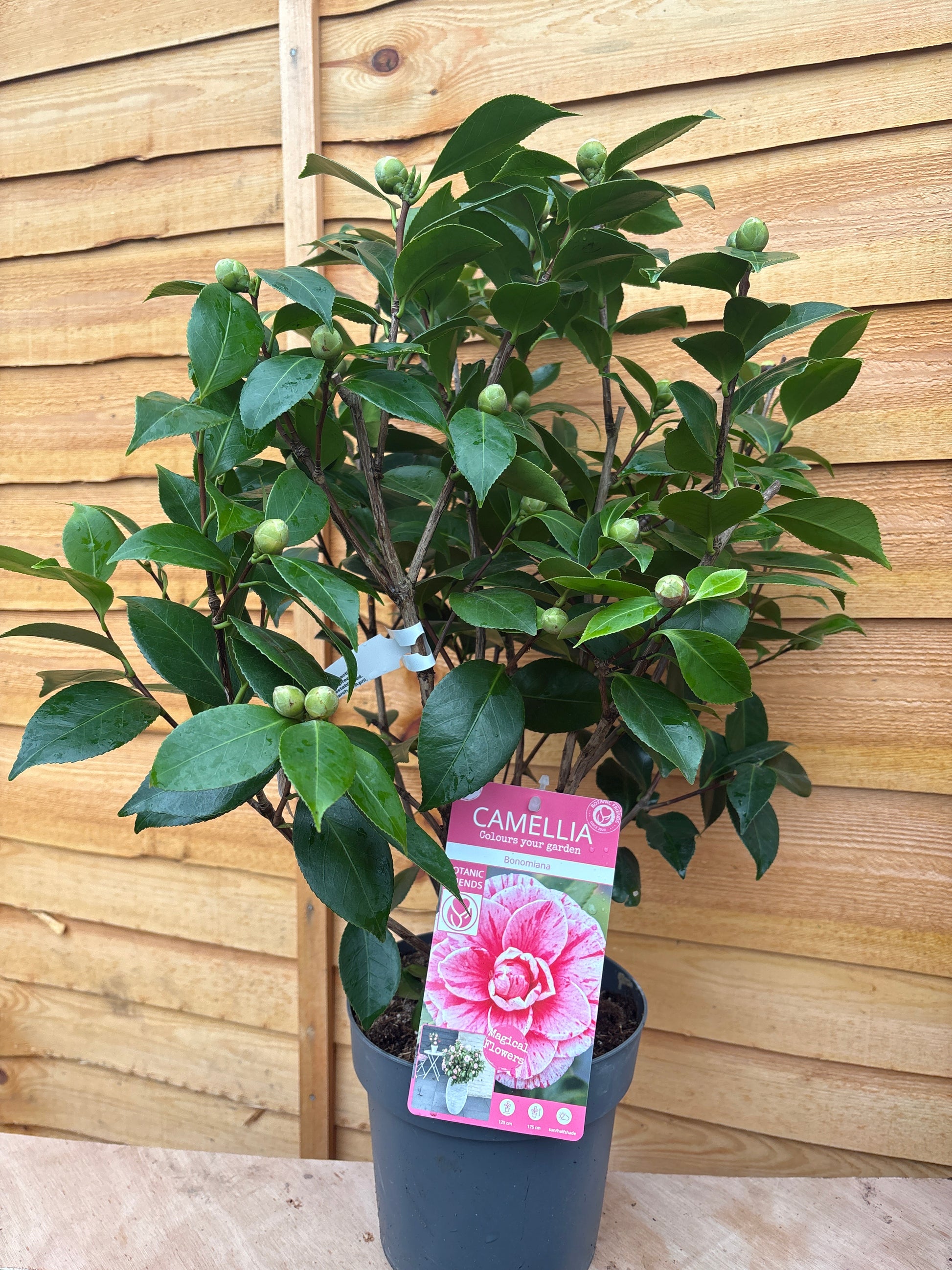 Camellia Japonica 'Bonomiana'