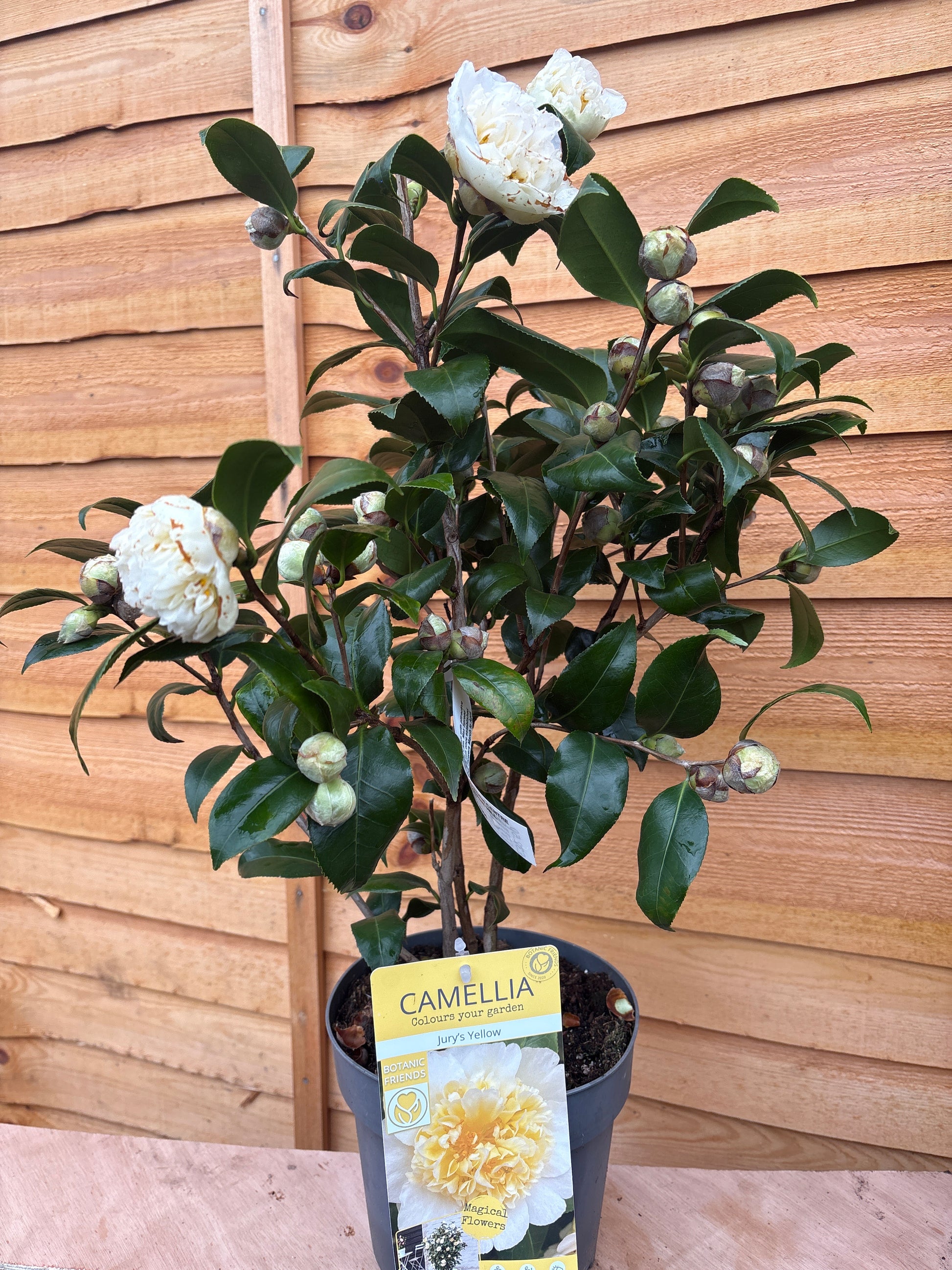 Camellia Japonica 'Jury's Yellow'
