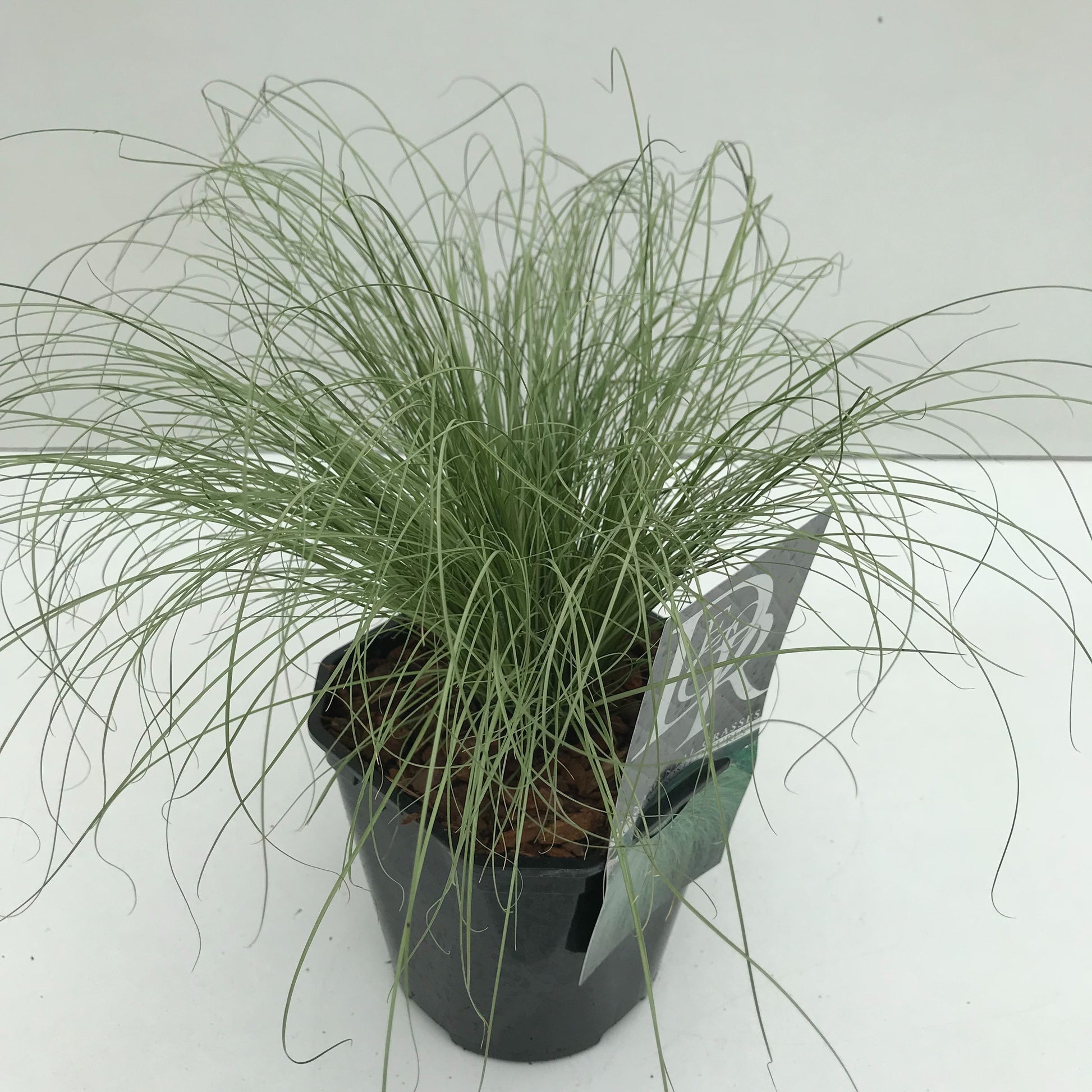Carex Comans 'Frosted Curls'