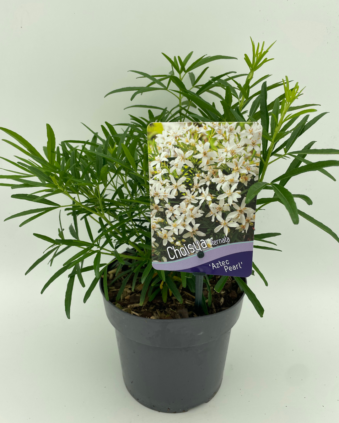 Choisya Ternata 'Aztec pearl'