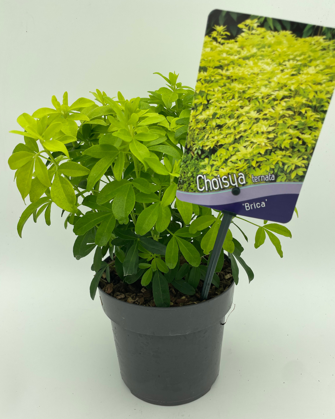 Choisya Ternata 'Brica'