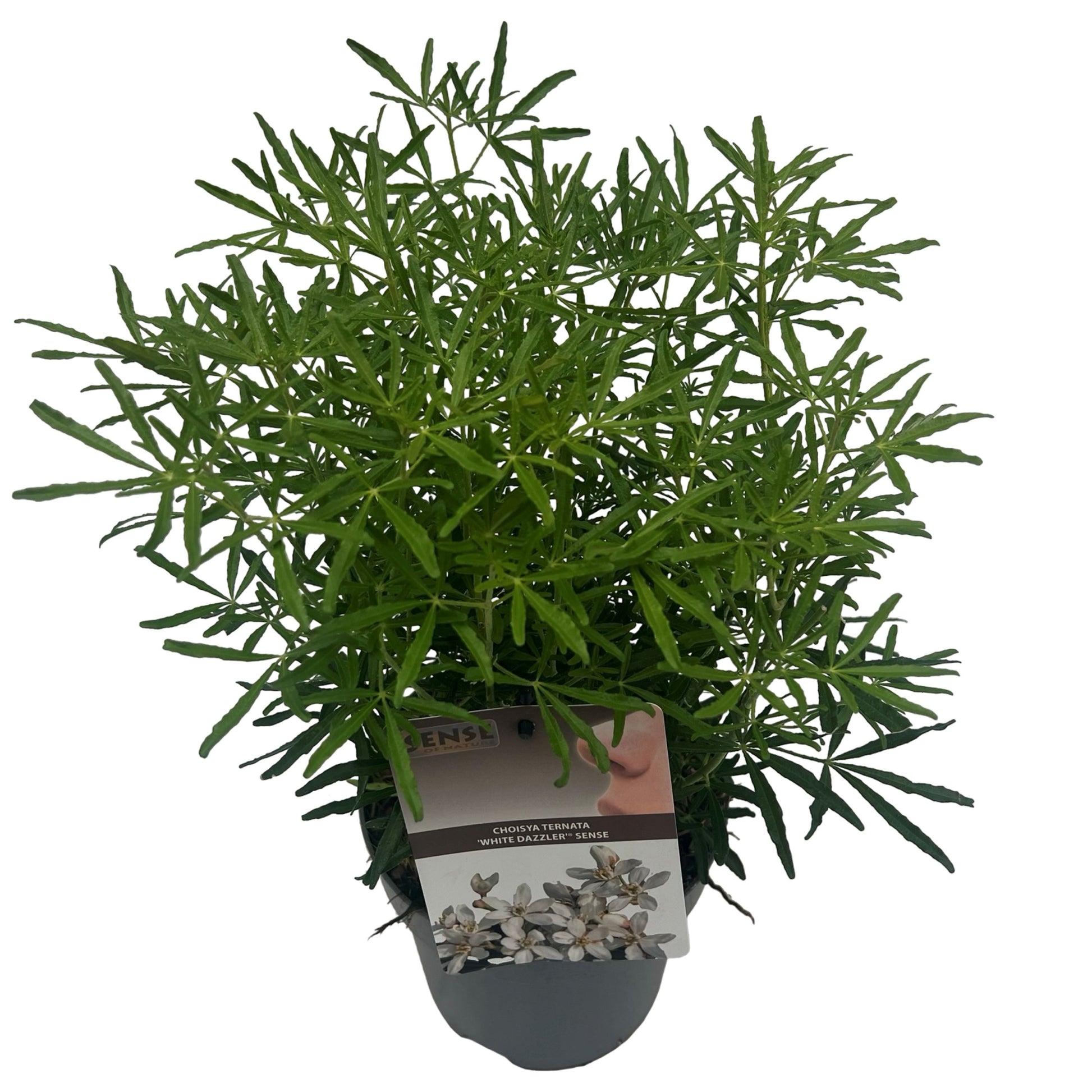 Choisya Ternata 'White Dazzler'