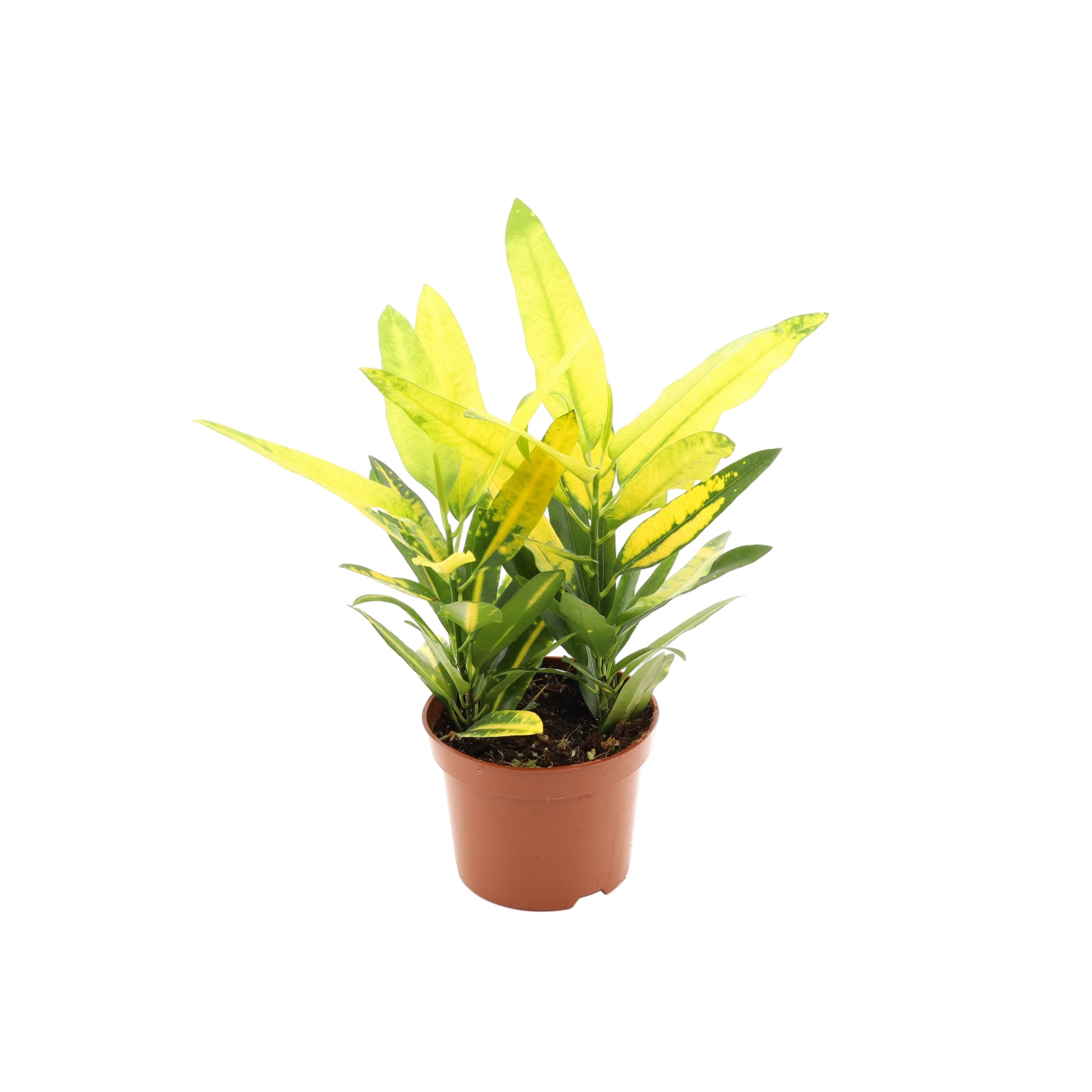 Codiaeum Variegatum 'Sunny Star'