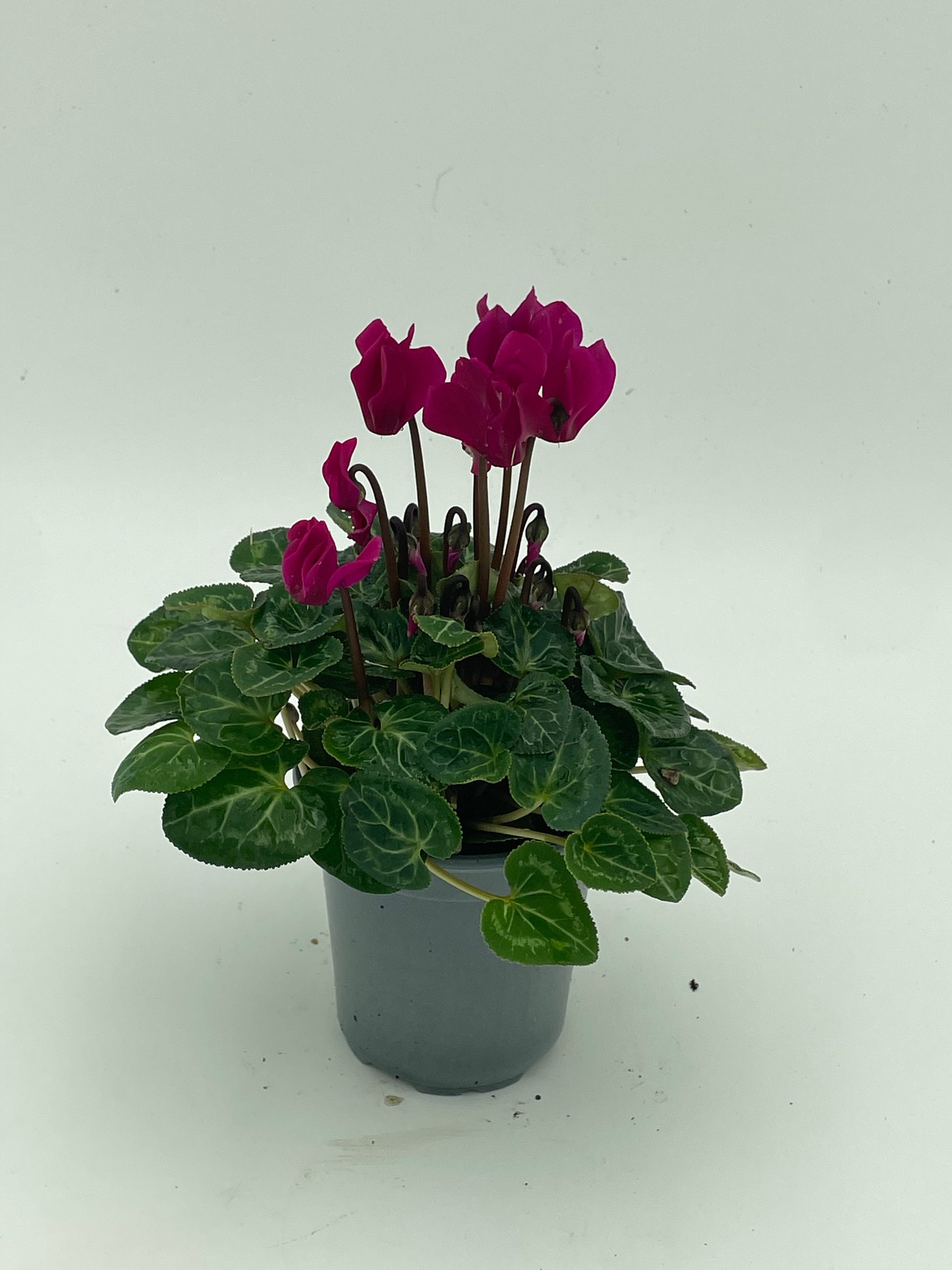 Cyclamen Small Purple