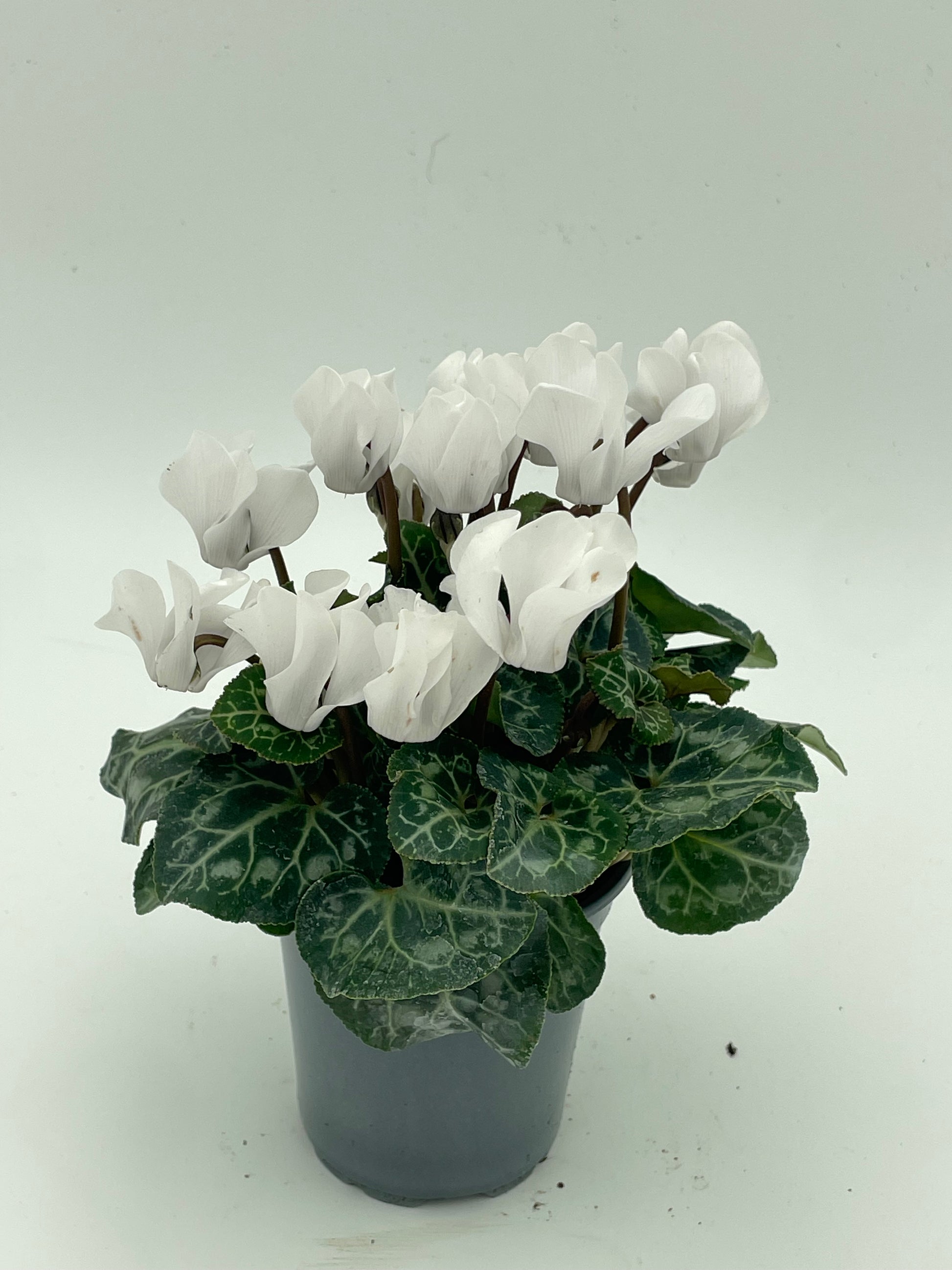 Cyclamen Small White