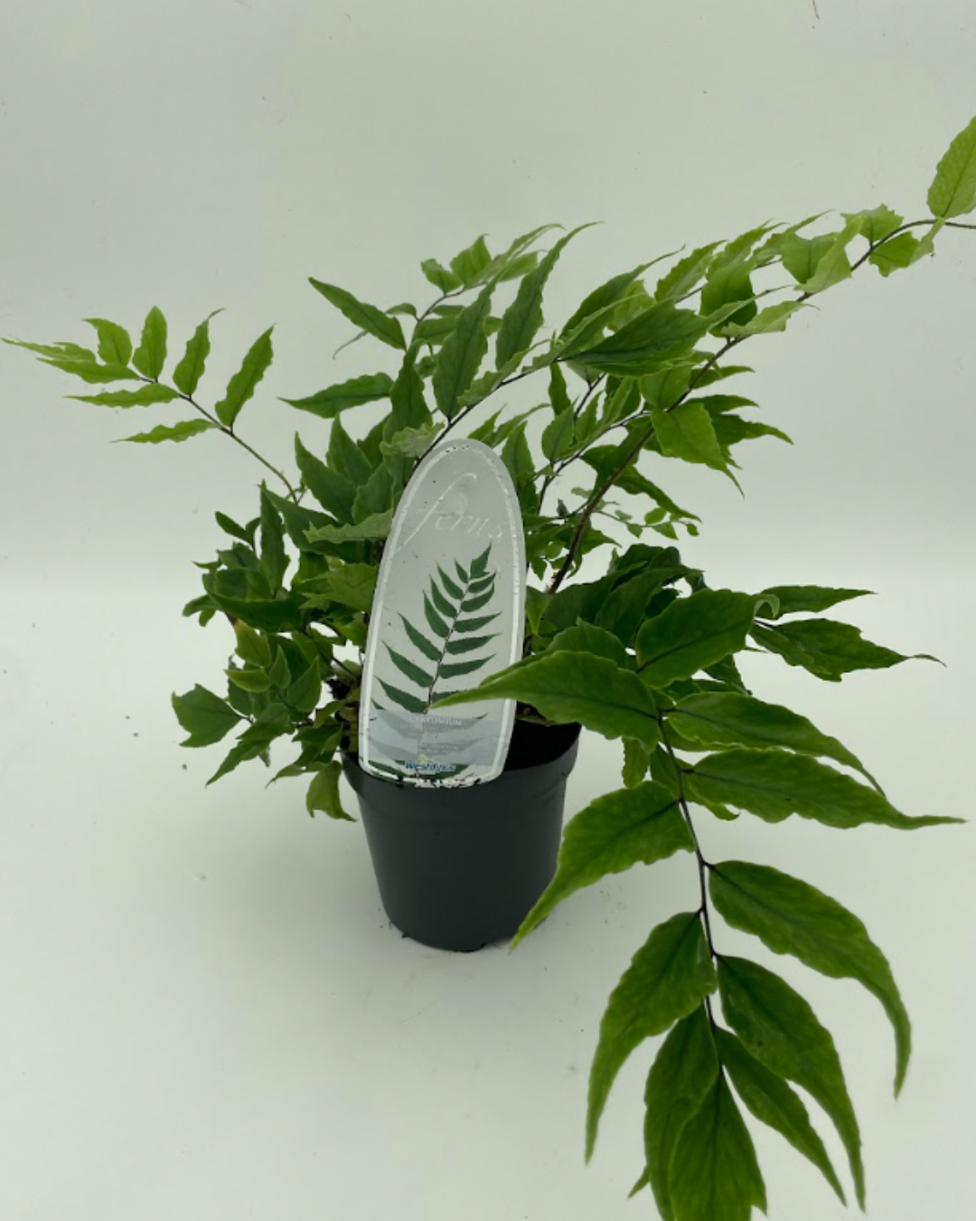 Cyrtomium Fortunei Var. Cliviola