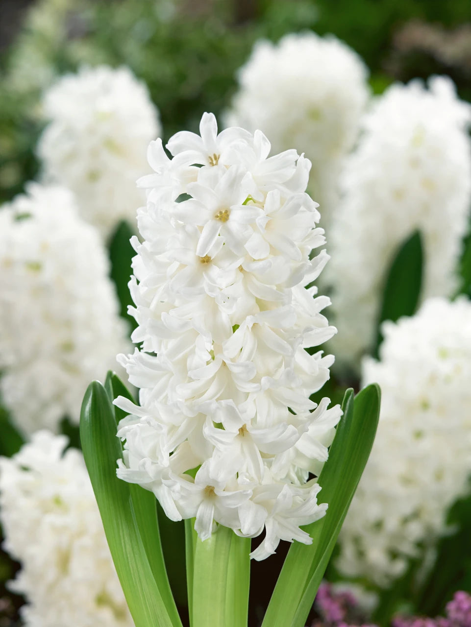 Hyacinth Bulbs