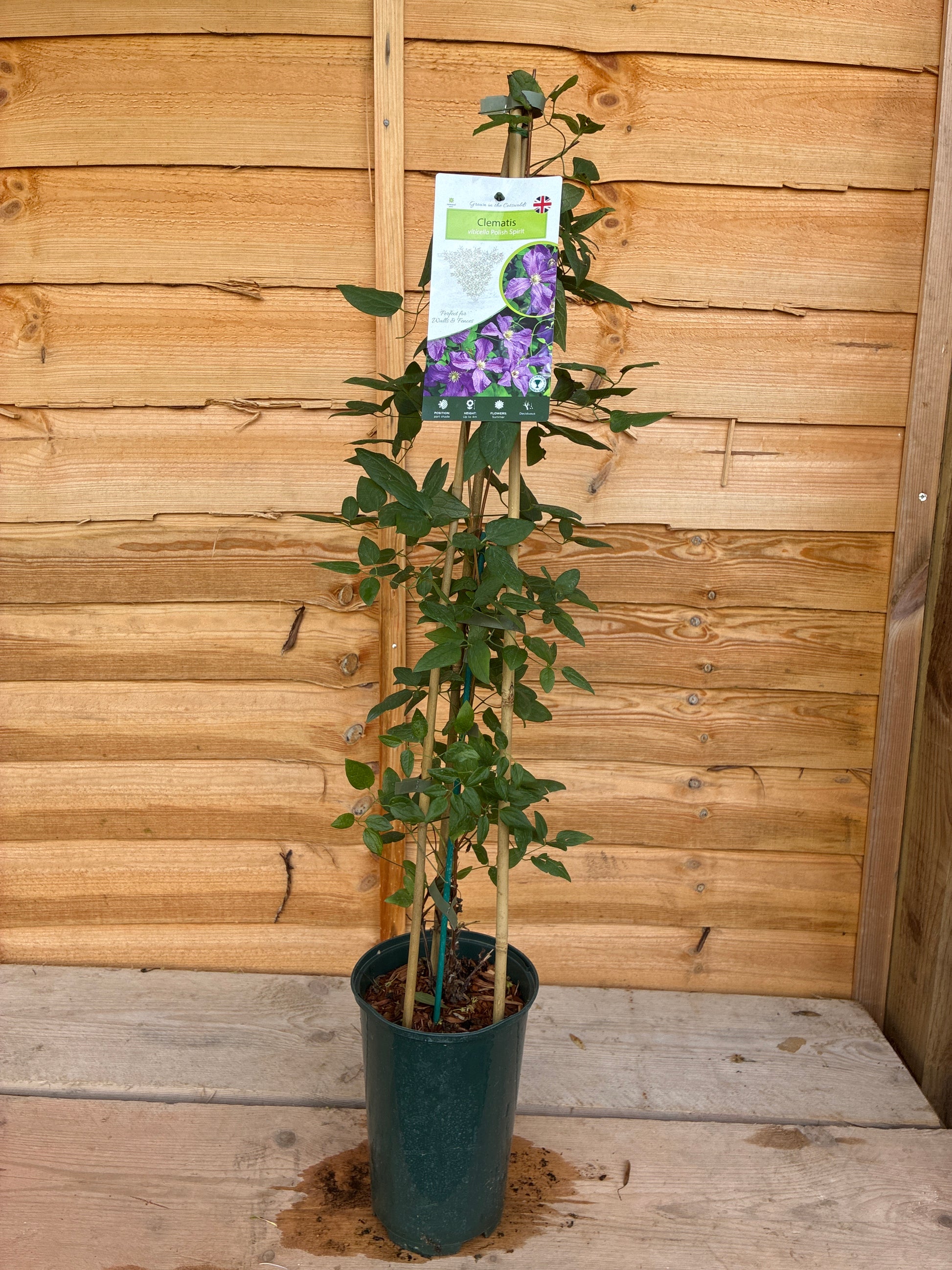 Clematis viticella ‘Polish Spirit’