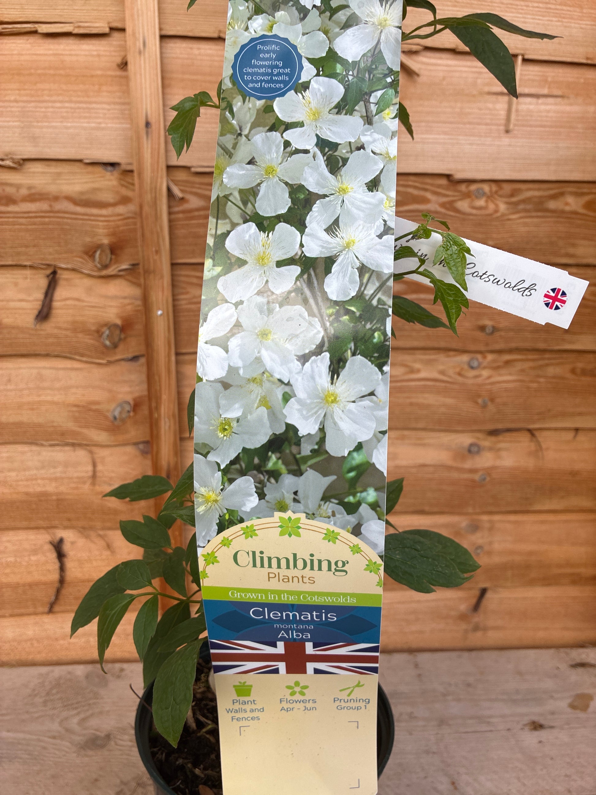 Clematis montana Alba