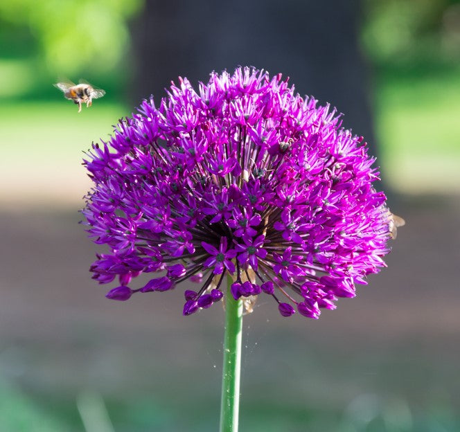 Allium Bulbs