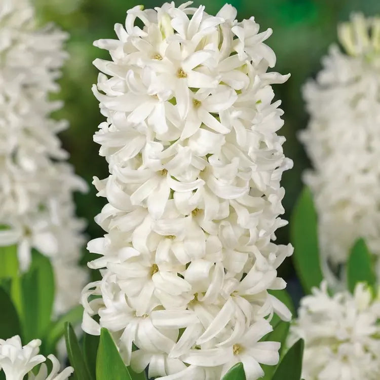 Hyacinth Bulbs