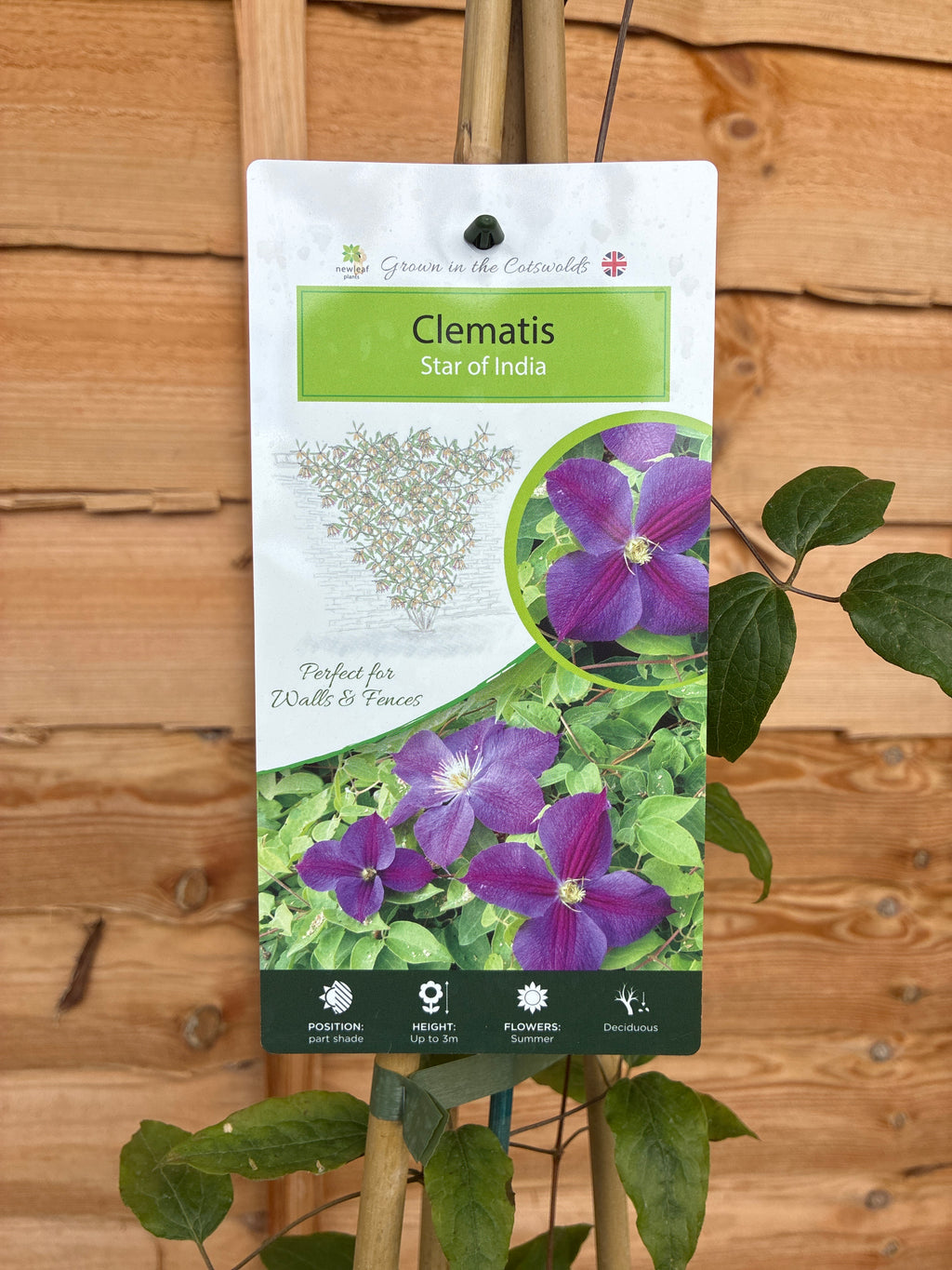 Clematis Star of India