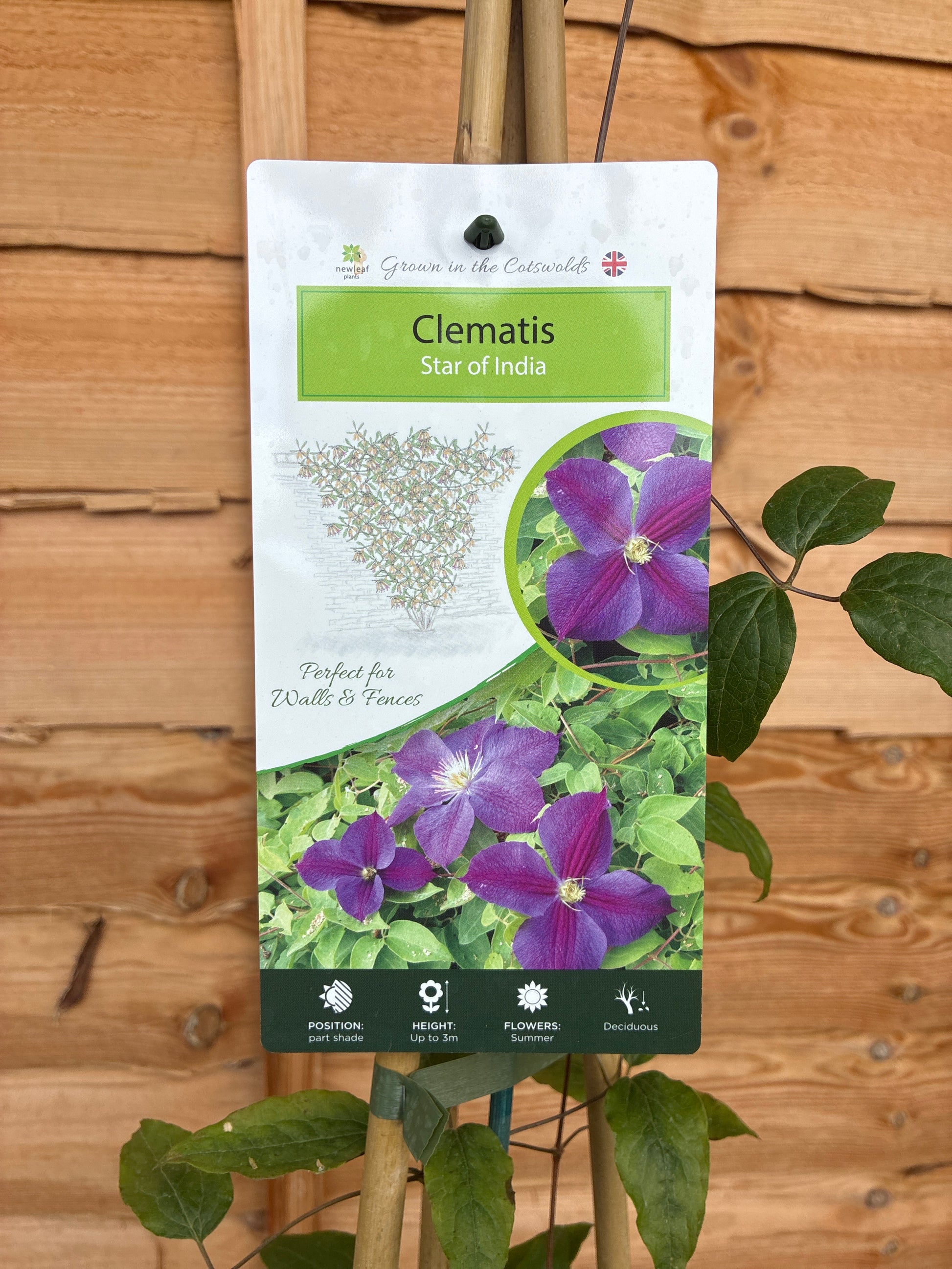 Clematis Star of India