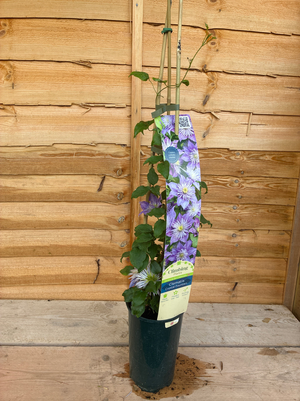 Clematis Crystal Fountain