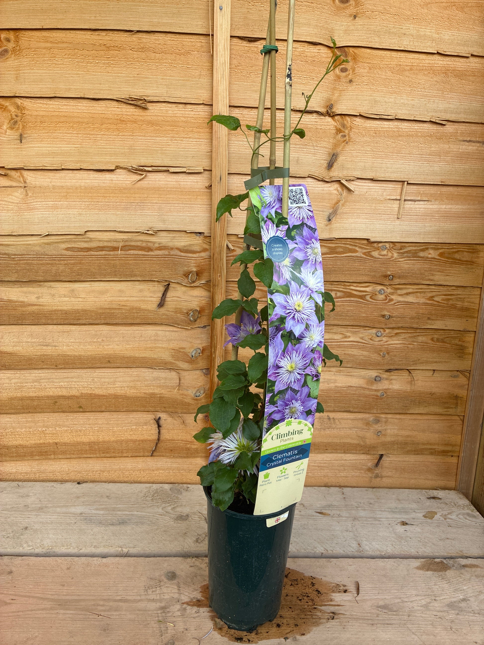 Clematis Crystal Fountain