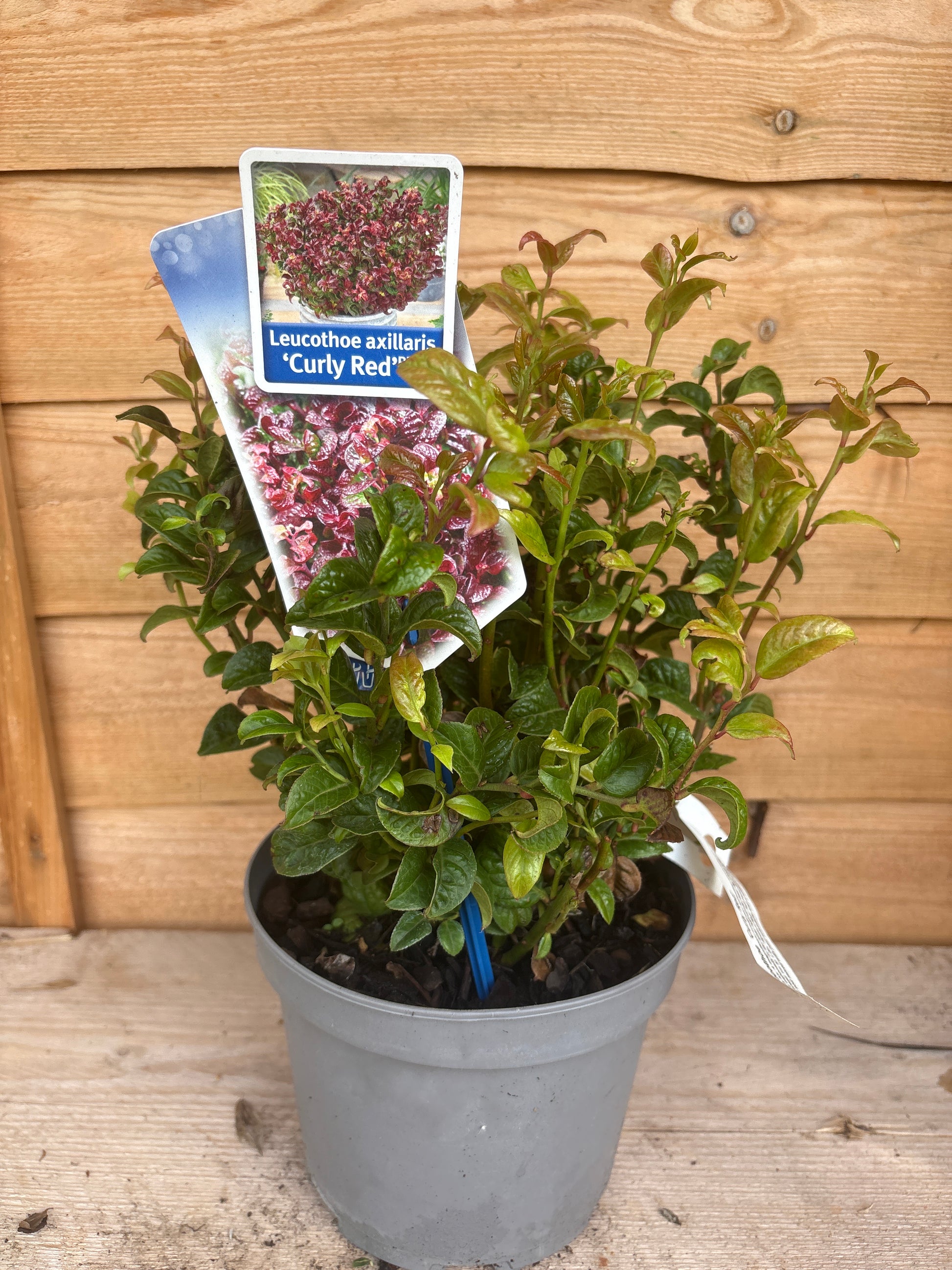 Leucothoe axillaris ‘Curly Red’