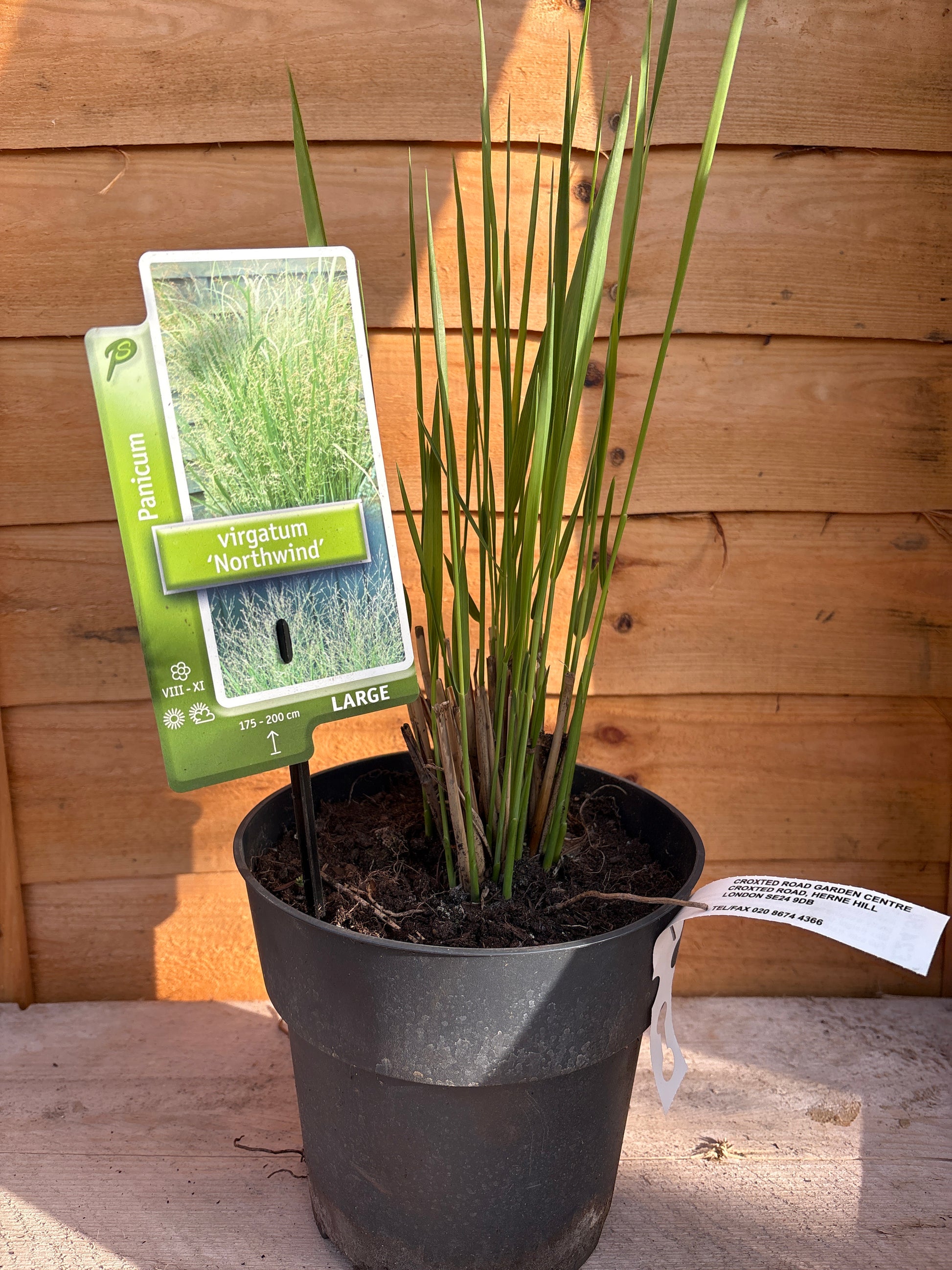 Panicum Virgatum ‘Northwind’
