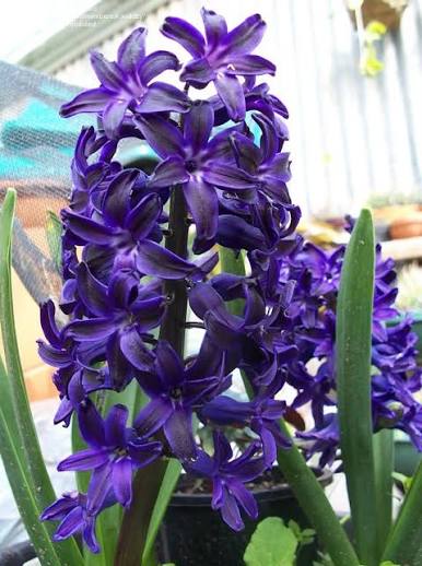 Hyacinth Bulbs