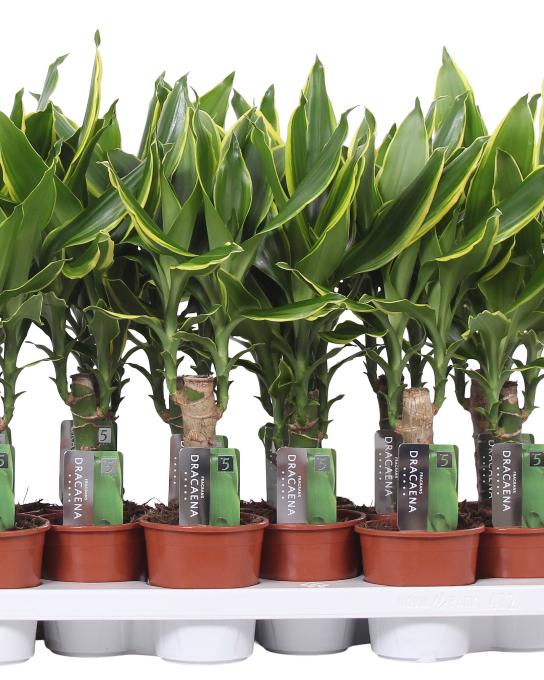 Dracaena Fragrans 'Golden Coast'