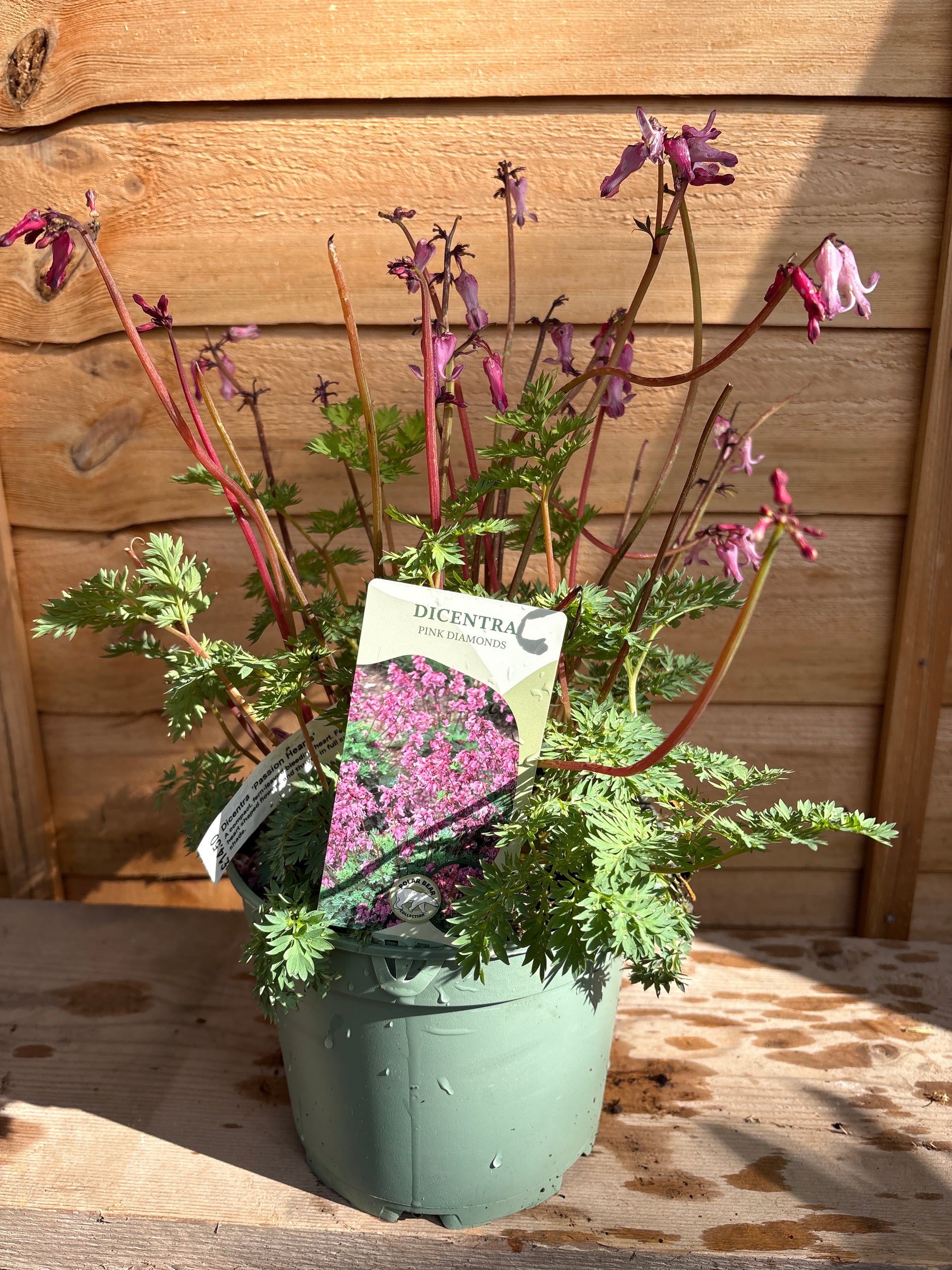 Dicentra ‘Pink Diamonds’