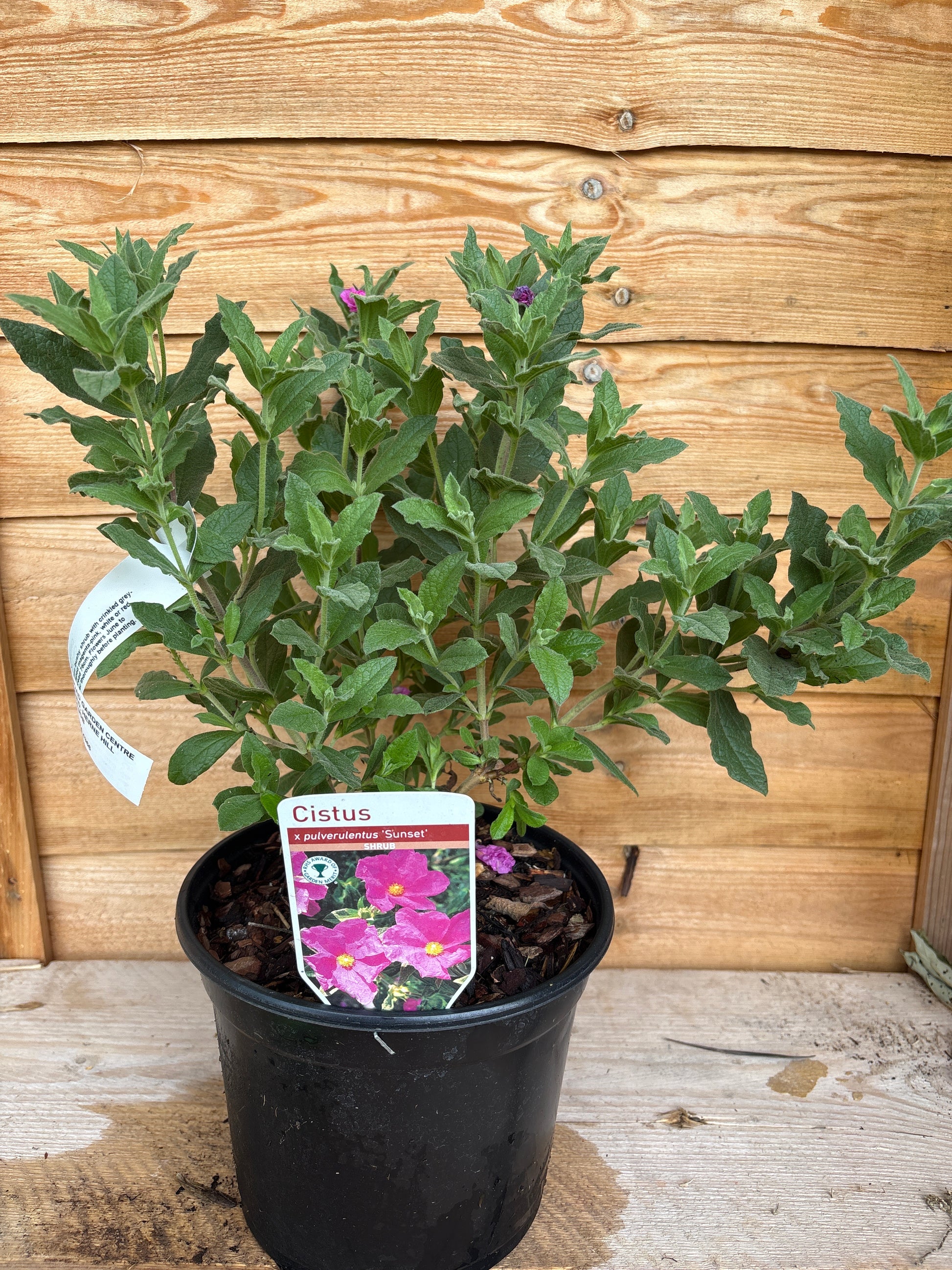 Cistus x pulverulentus ‘Sunset’