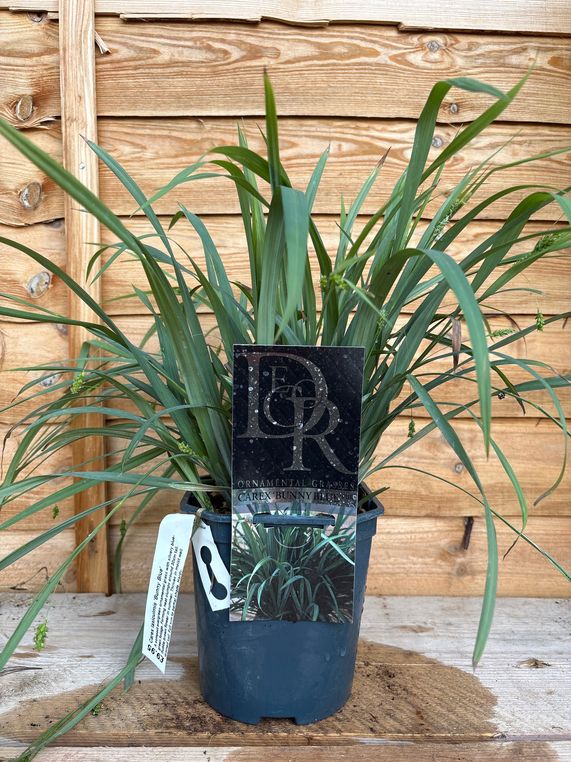 Carex ‘Bunny Blue’