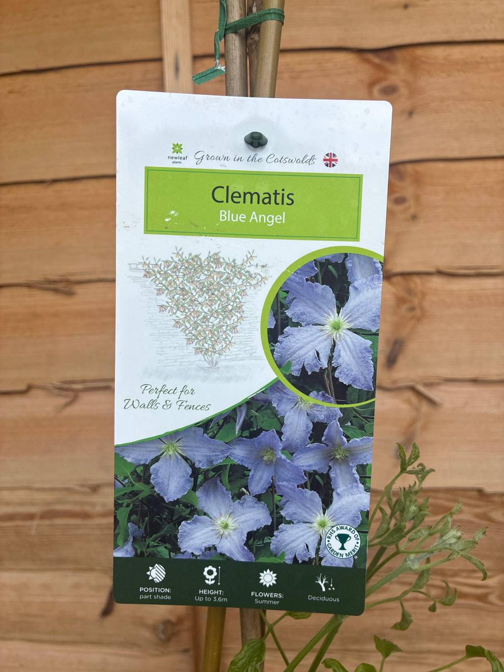 Clematis Blue Angel
