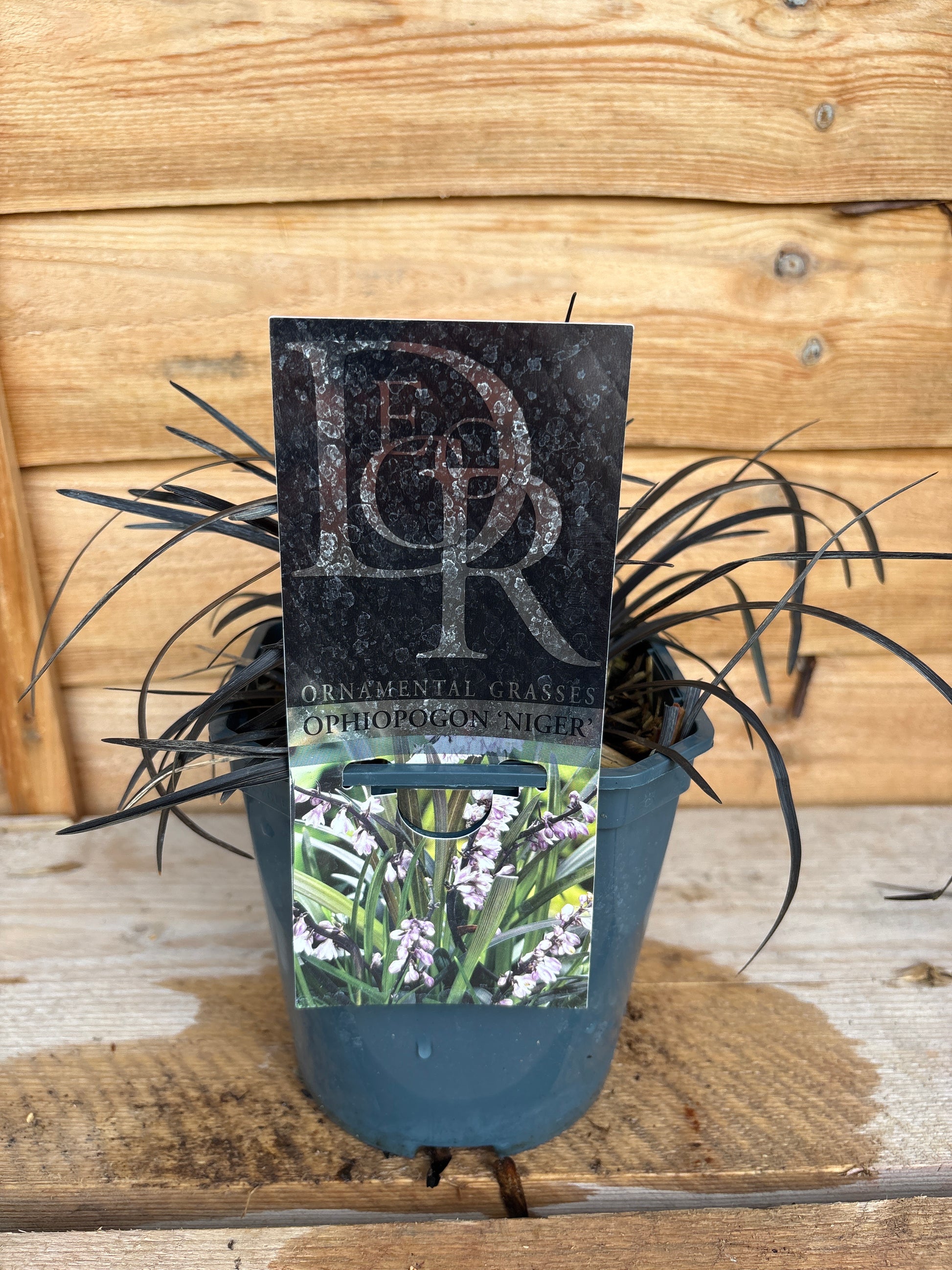 Ophiopogon Planiscapus 'Niger'