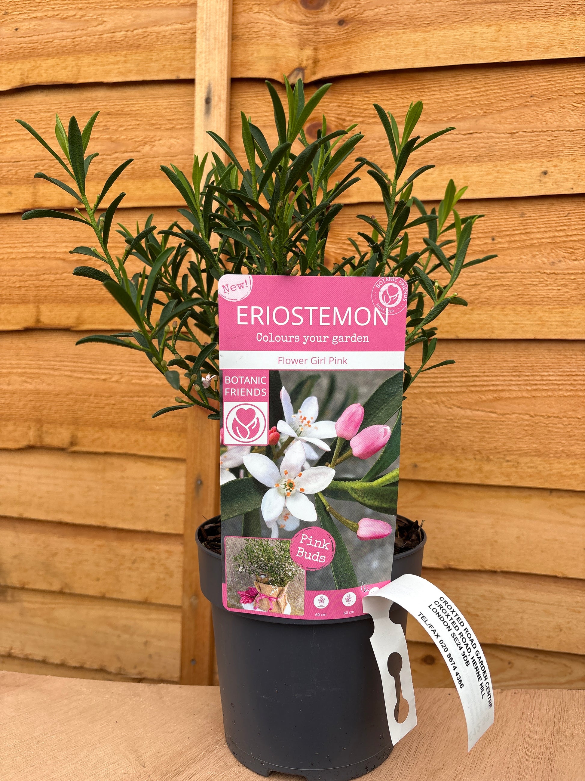 Eriostemon 'Flower girl pink'