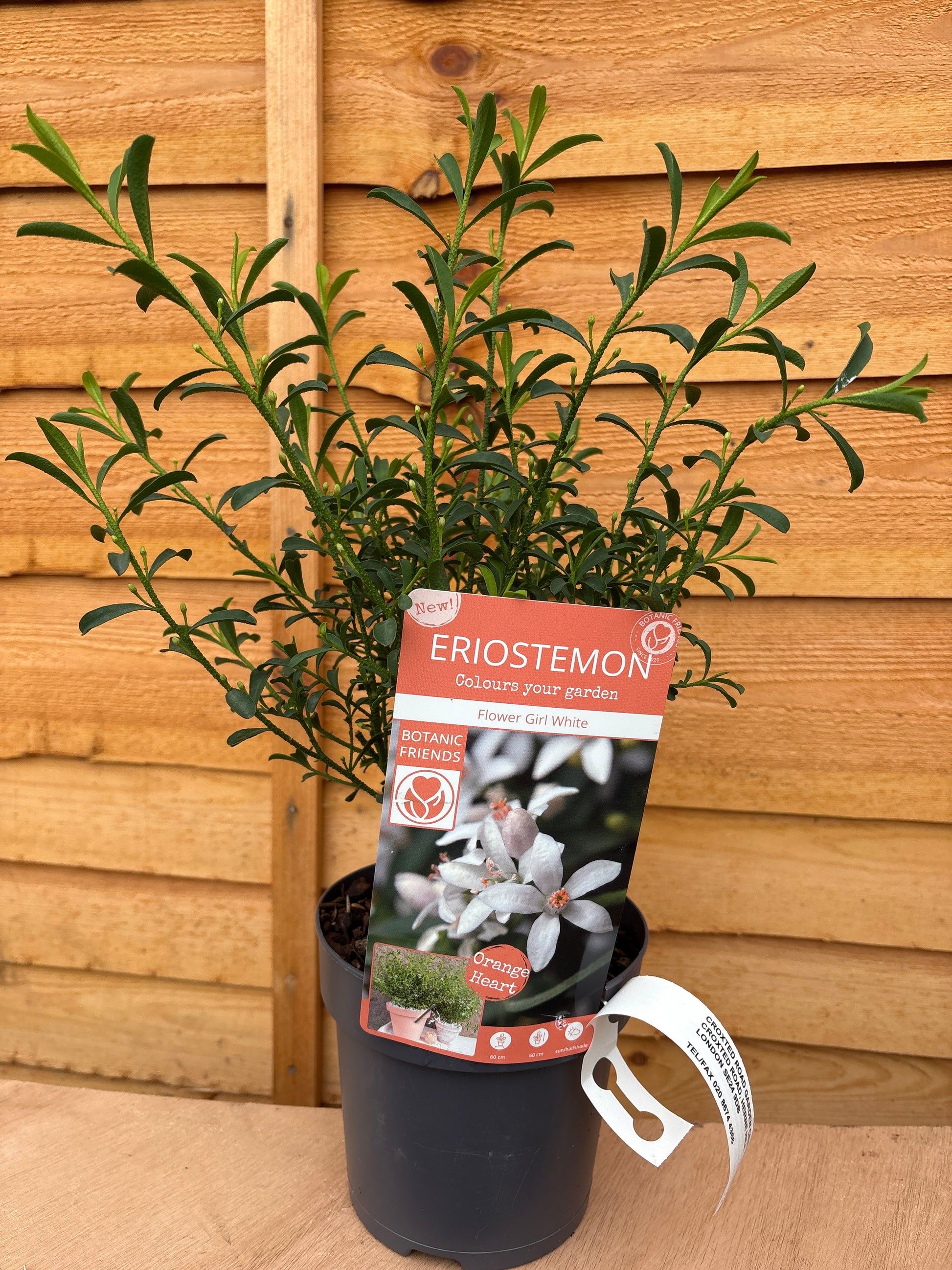 Eriostemon 'Flower girl white'