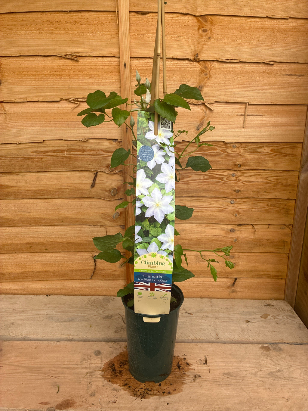 Clematis Ice Blue Evipo03