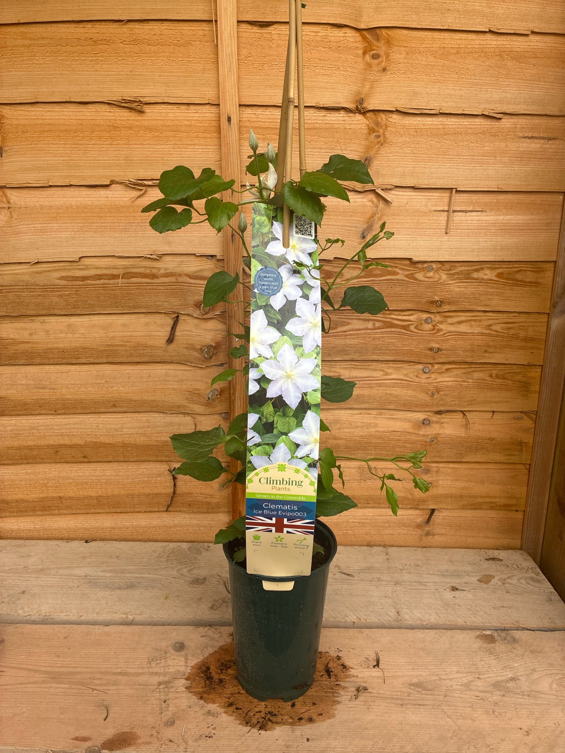 Clematis Ice Blue Evipo03