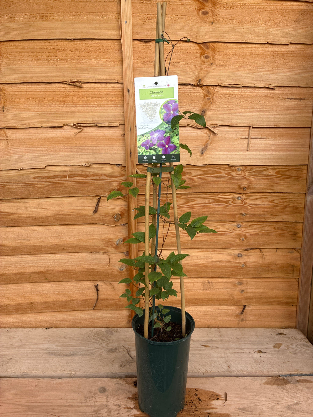 Clematis Star of India