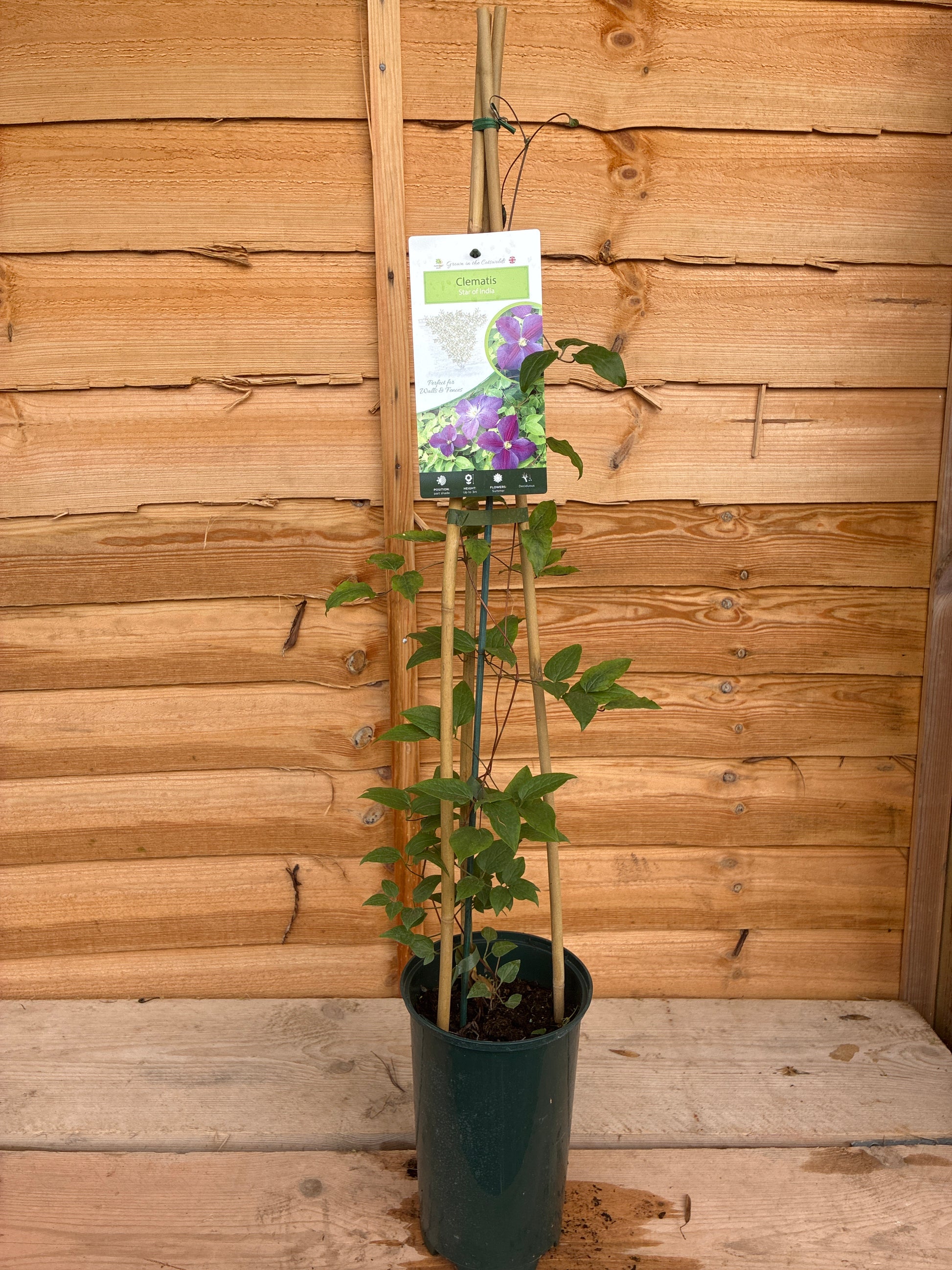 Clematis Star of India
