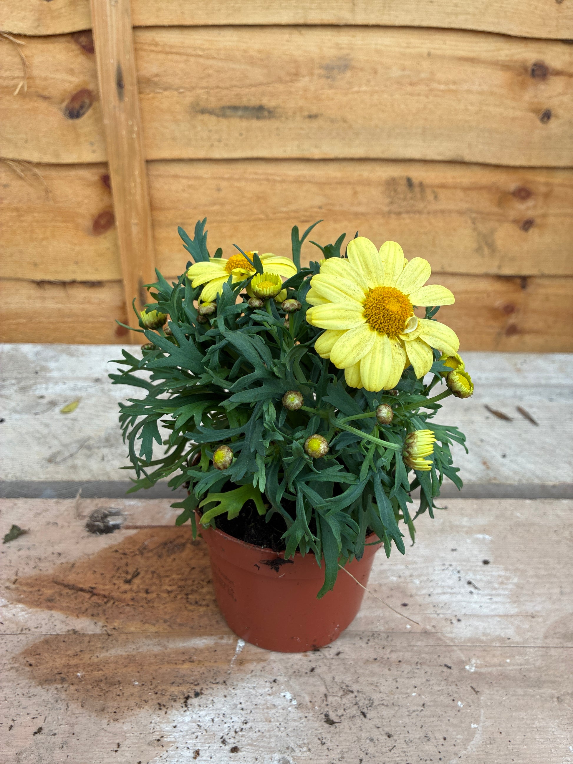 Argyranthemum frutescens Yellow