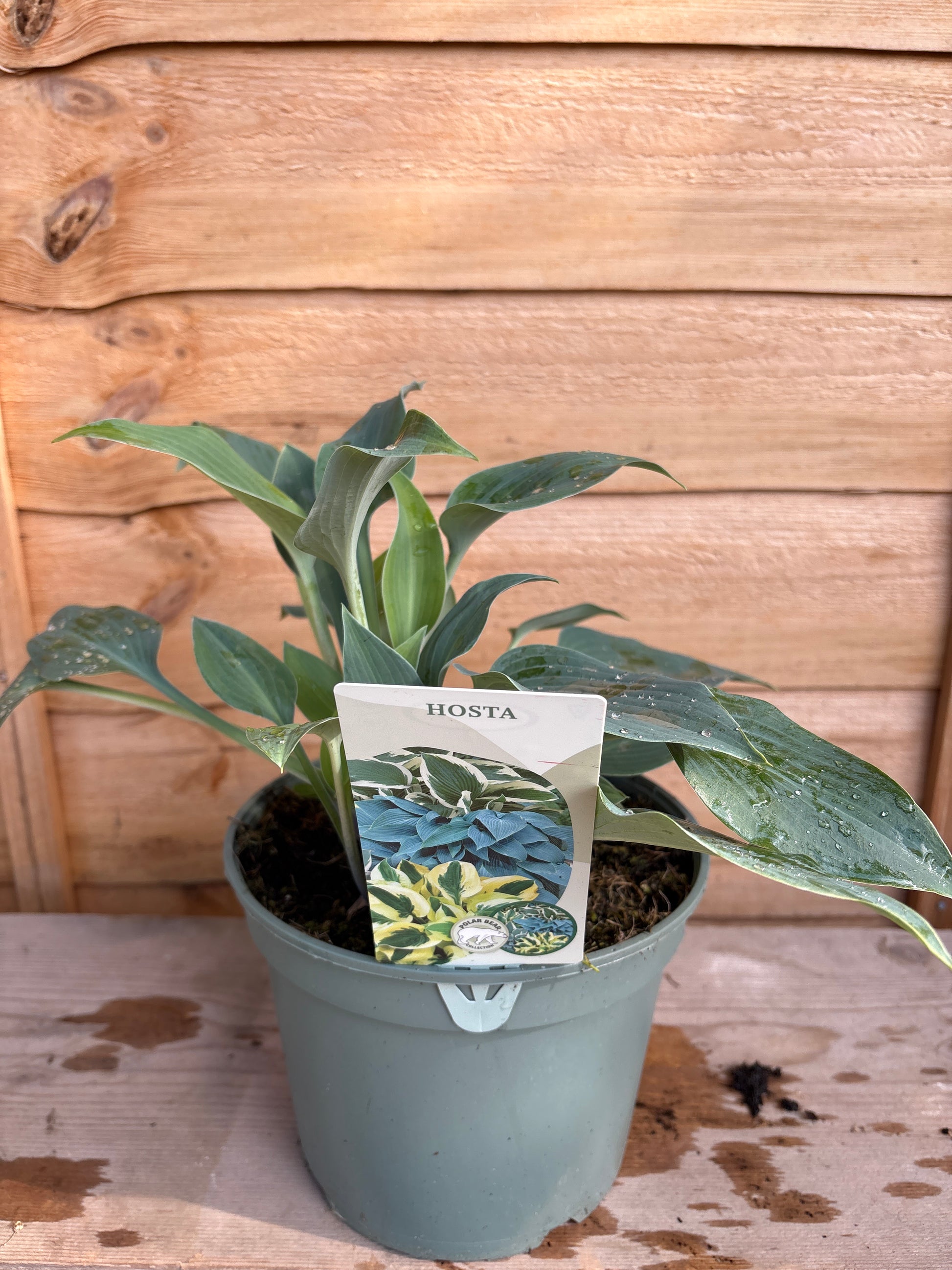 Hosta Blue