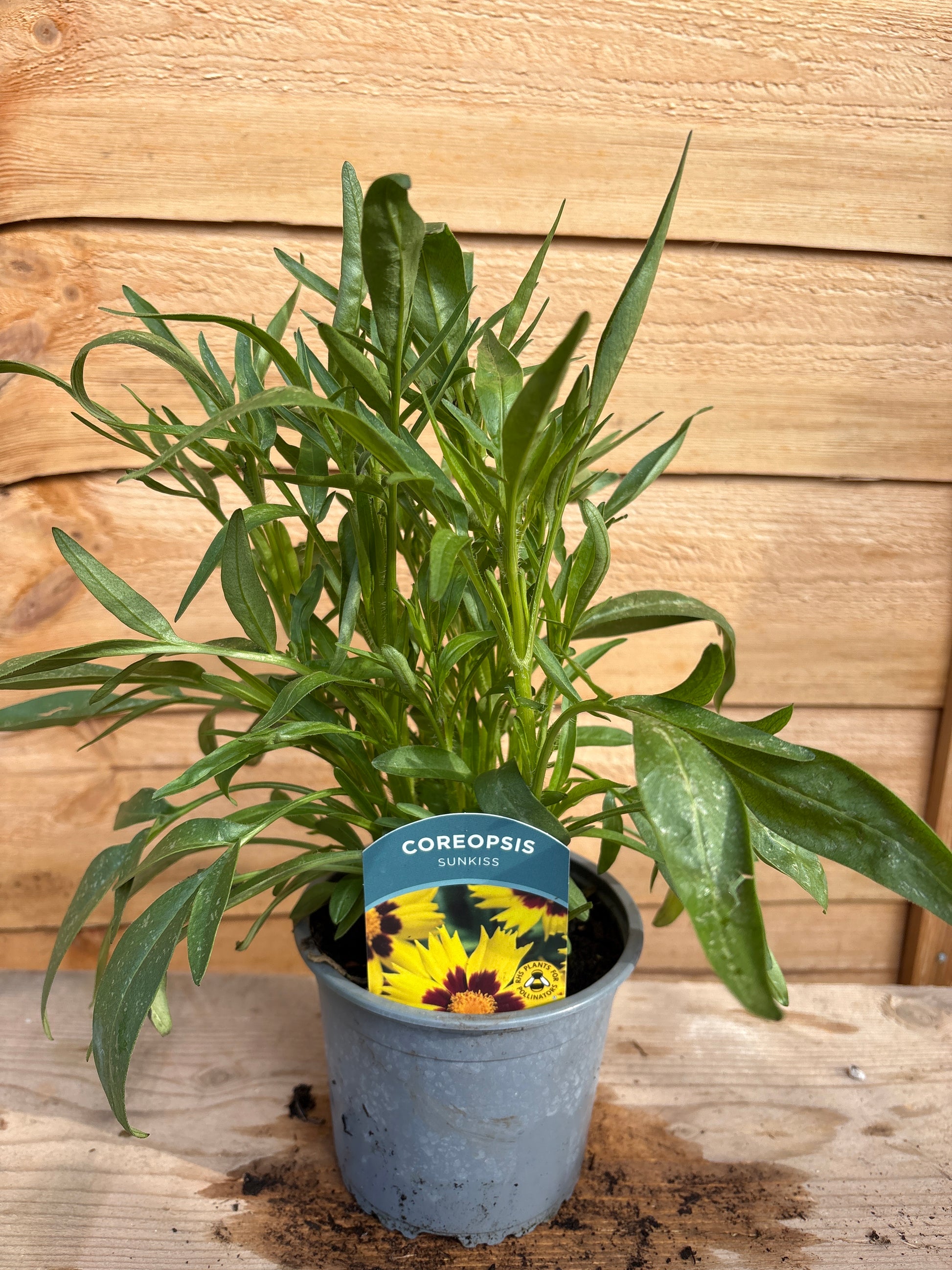 Coreopsis ‘Sunkiss’