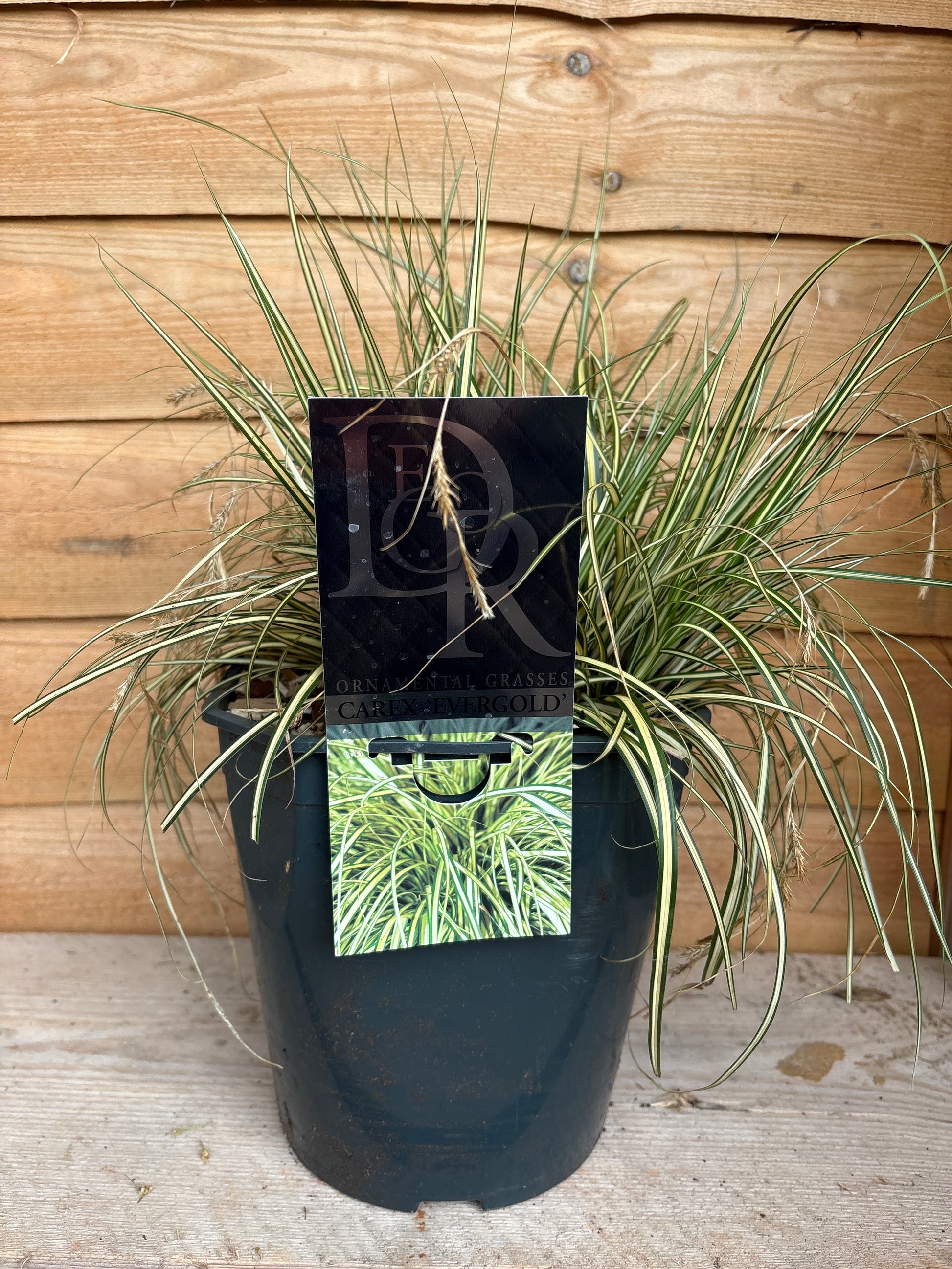 Carex Hachijoensis 'Evergold'