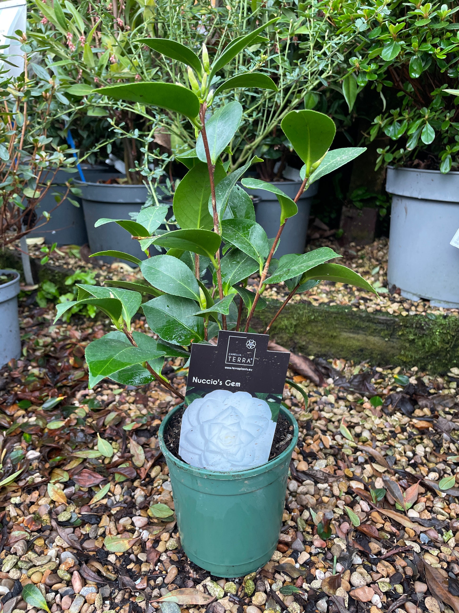 Camellia Japonica
