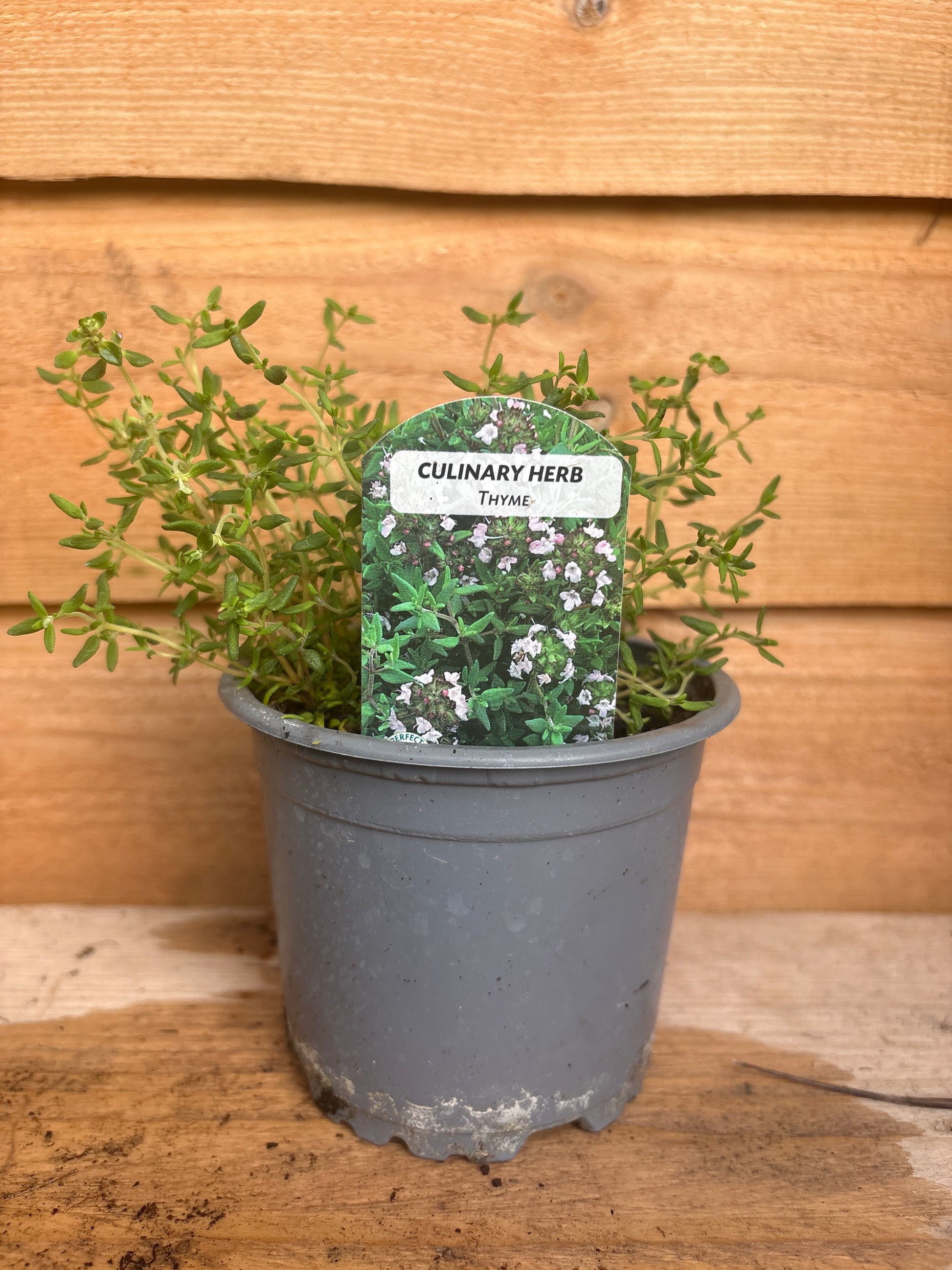 Thyme
