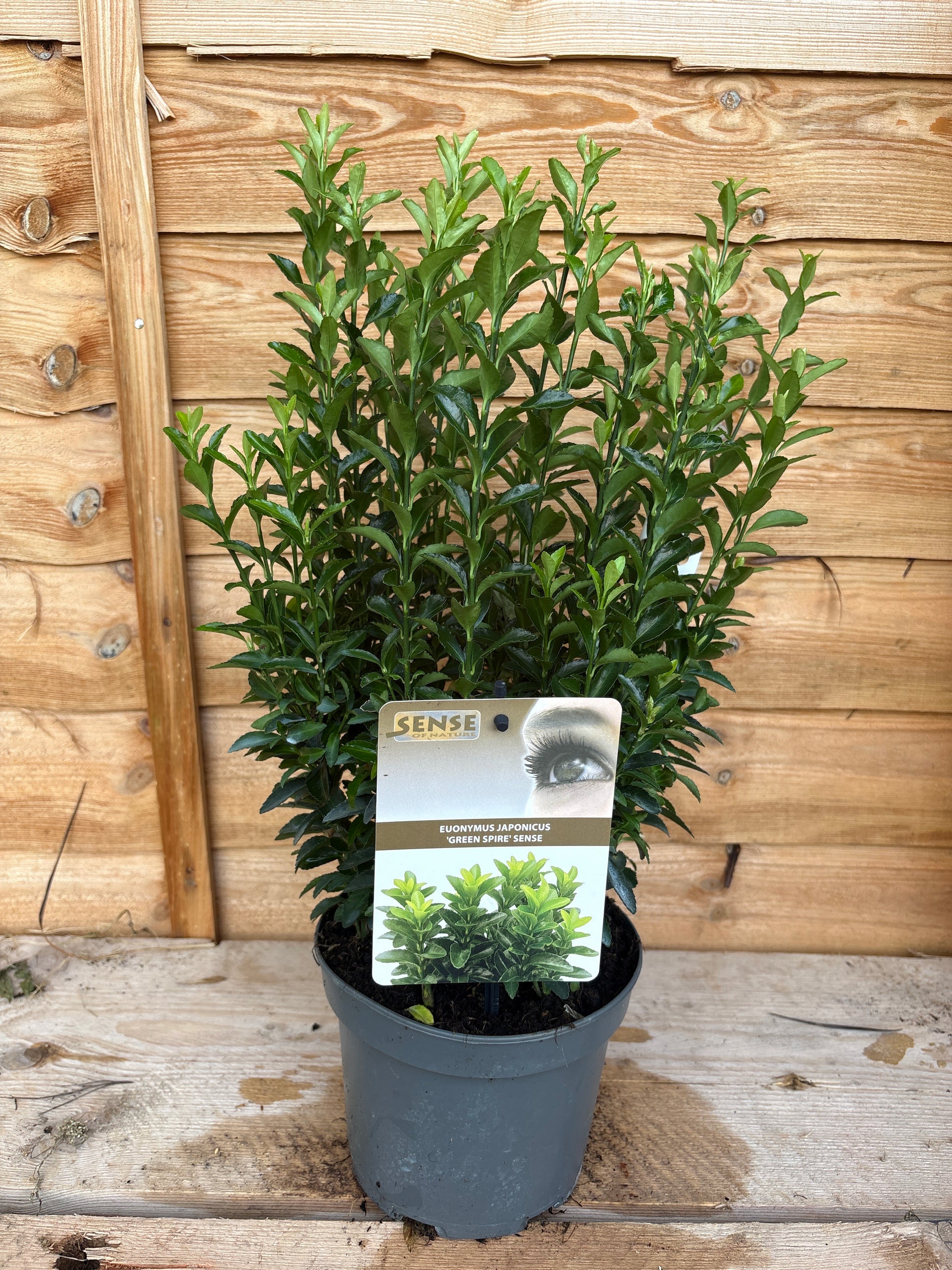 Euonymus Japonicus 'Green Spire'