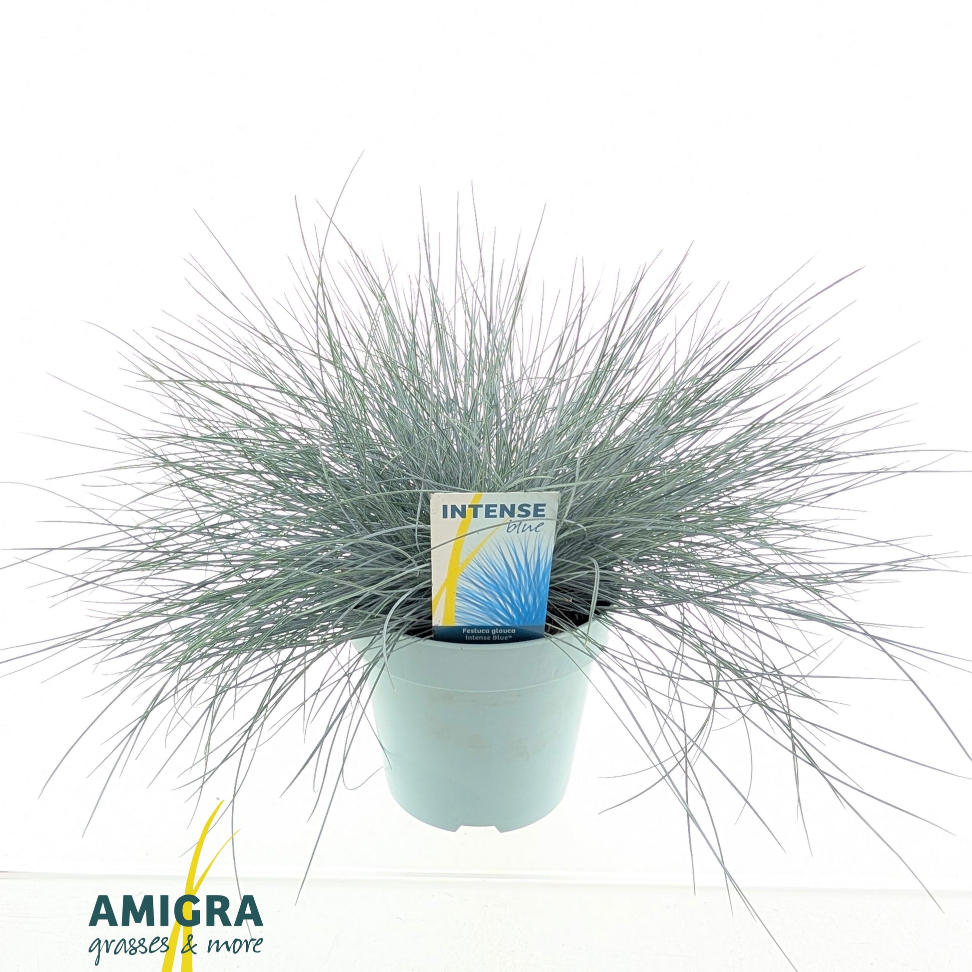 Festuca Glauca Intense Blue