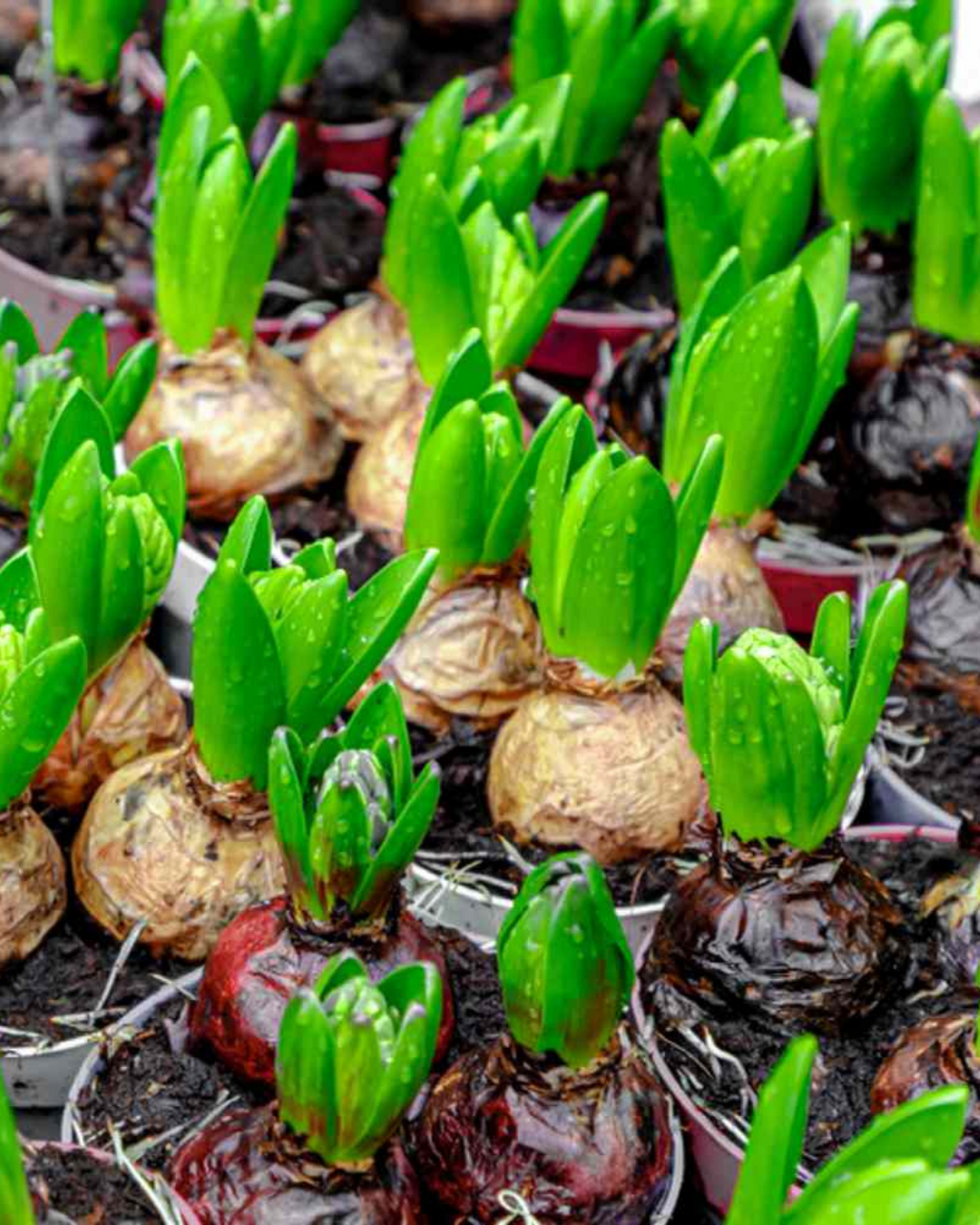 Hyacinth Bulbs