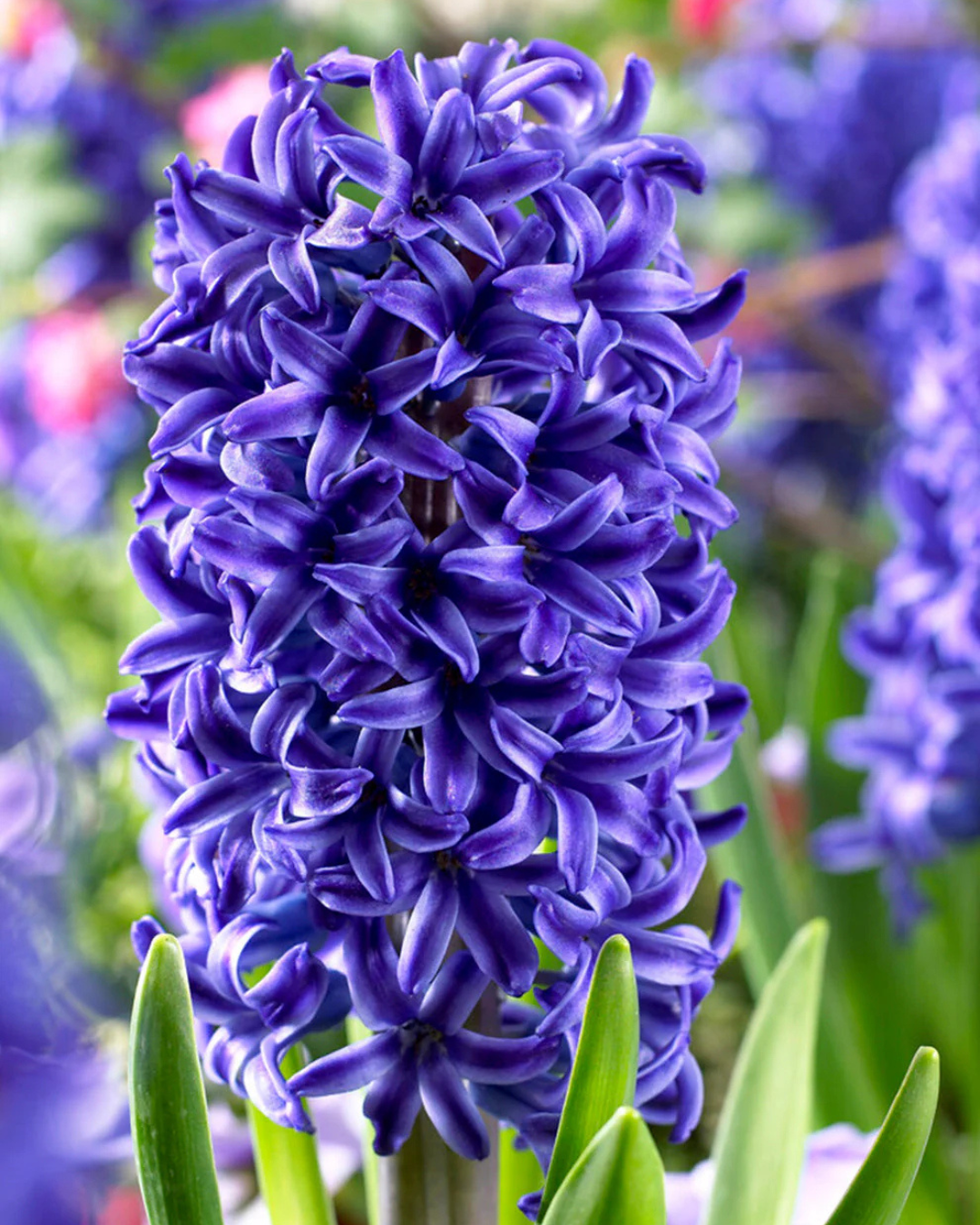Hyacinth 'Blue Jacket'