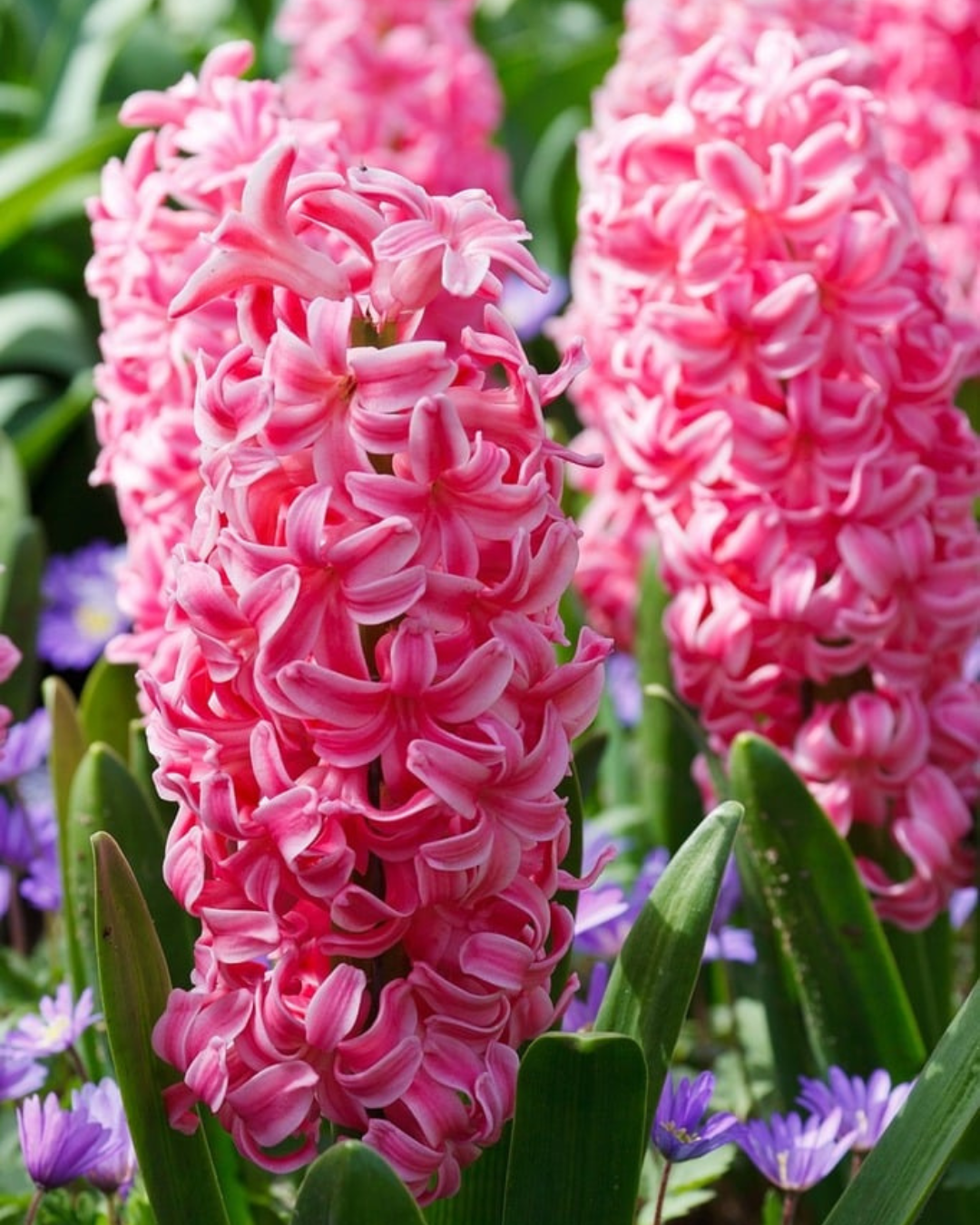Hyacinth 'Pink Pearl'