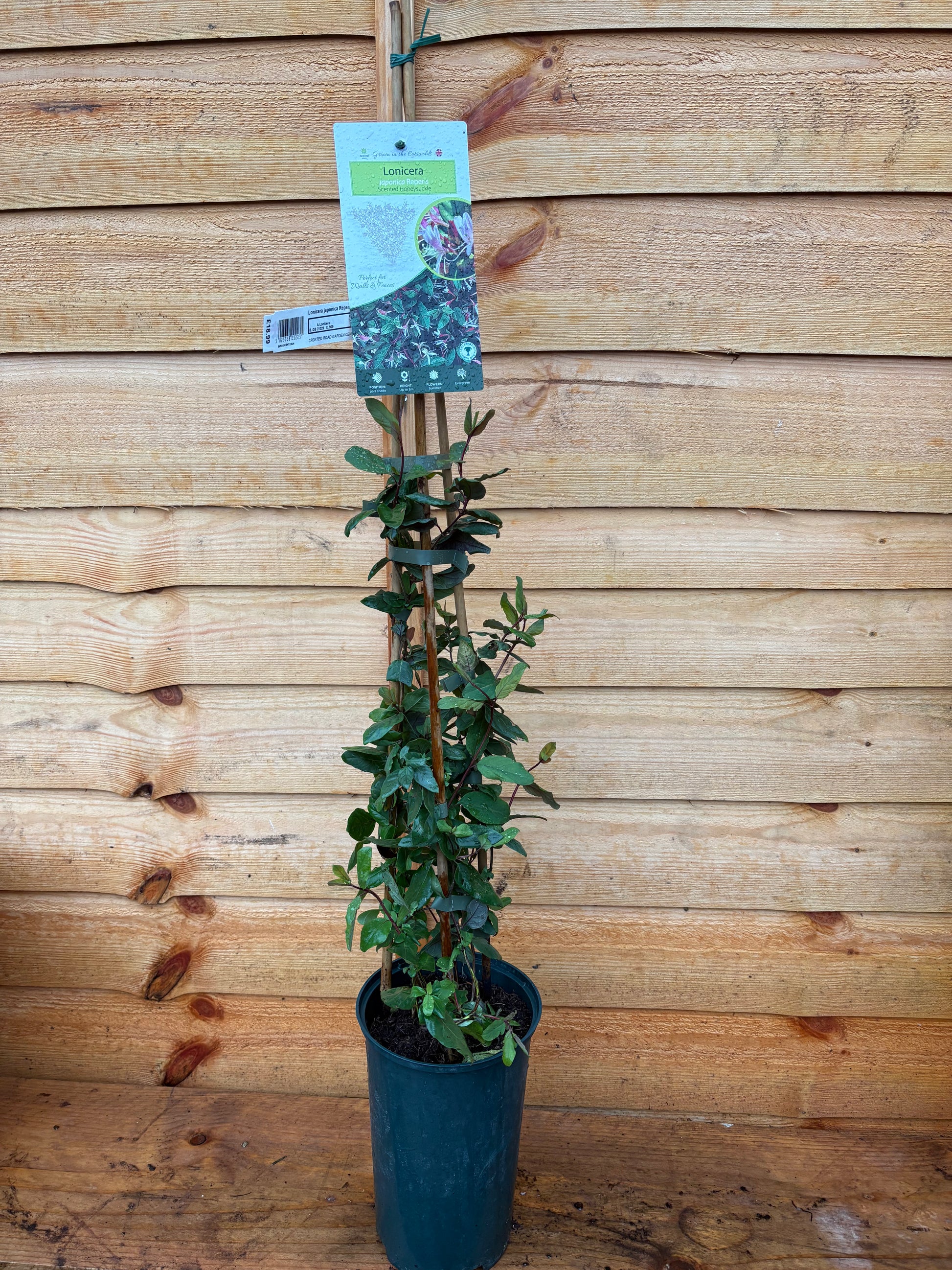 Lonicera Japonica ‘Repens’
