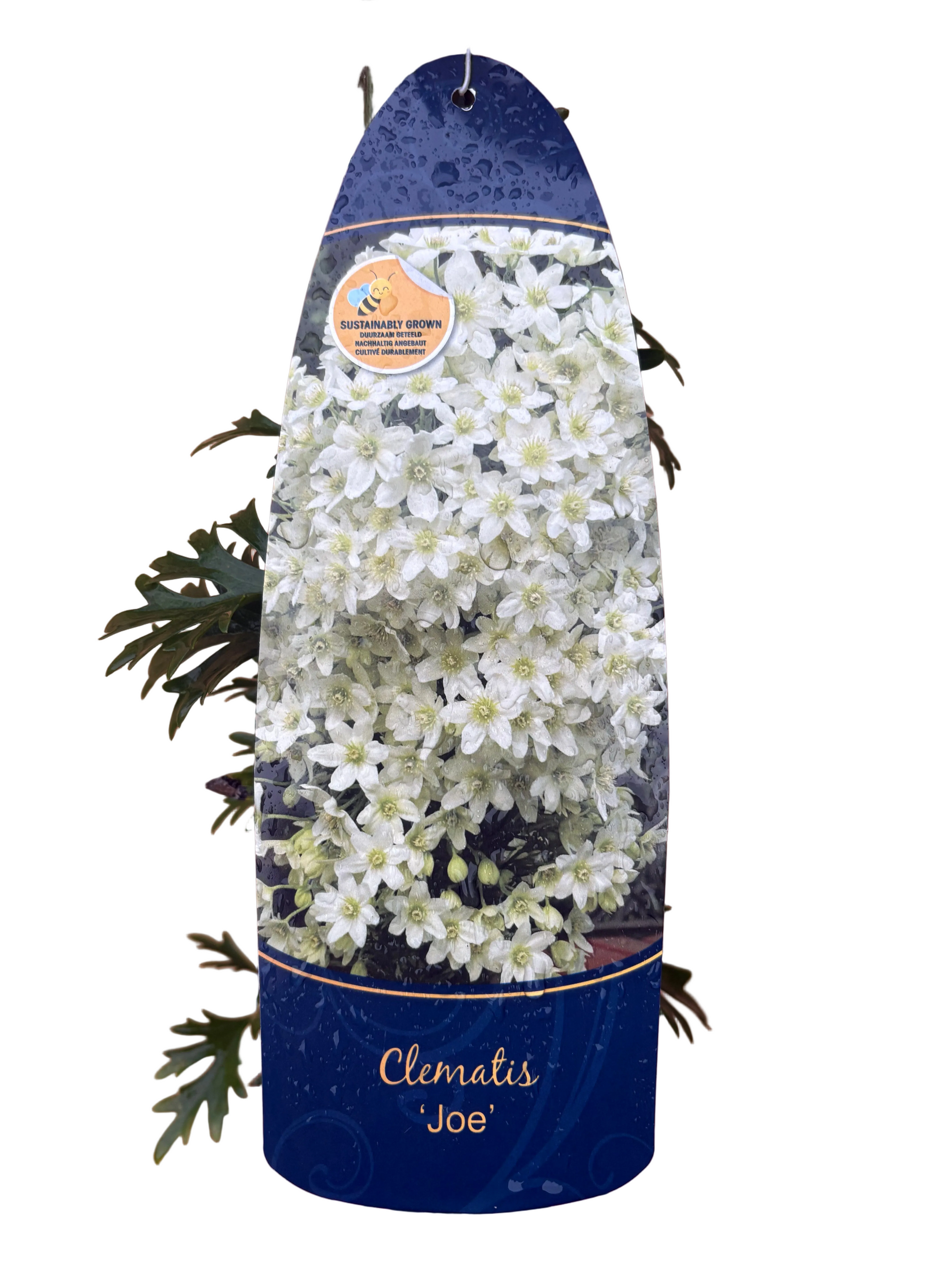 Clematis cartmanii ‘Joe’