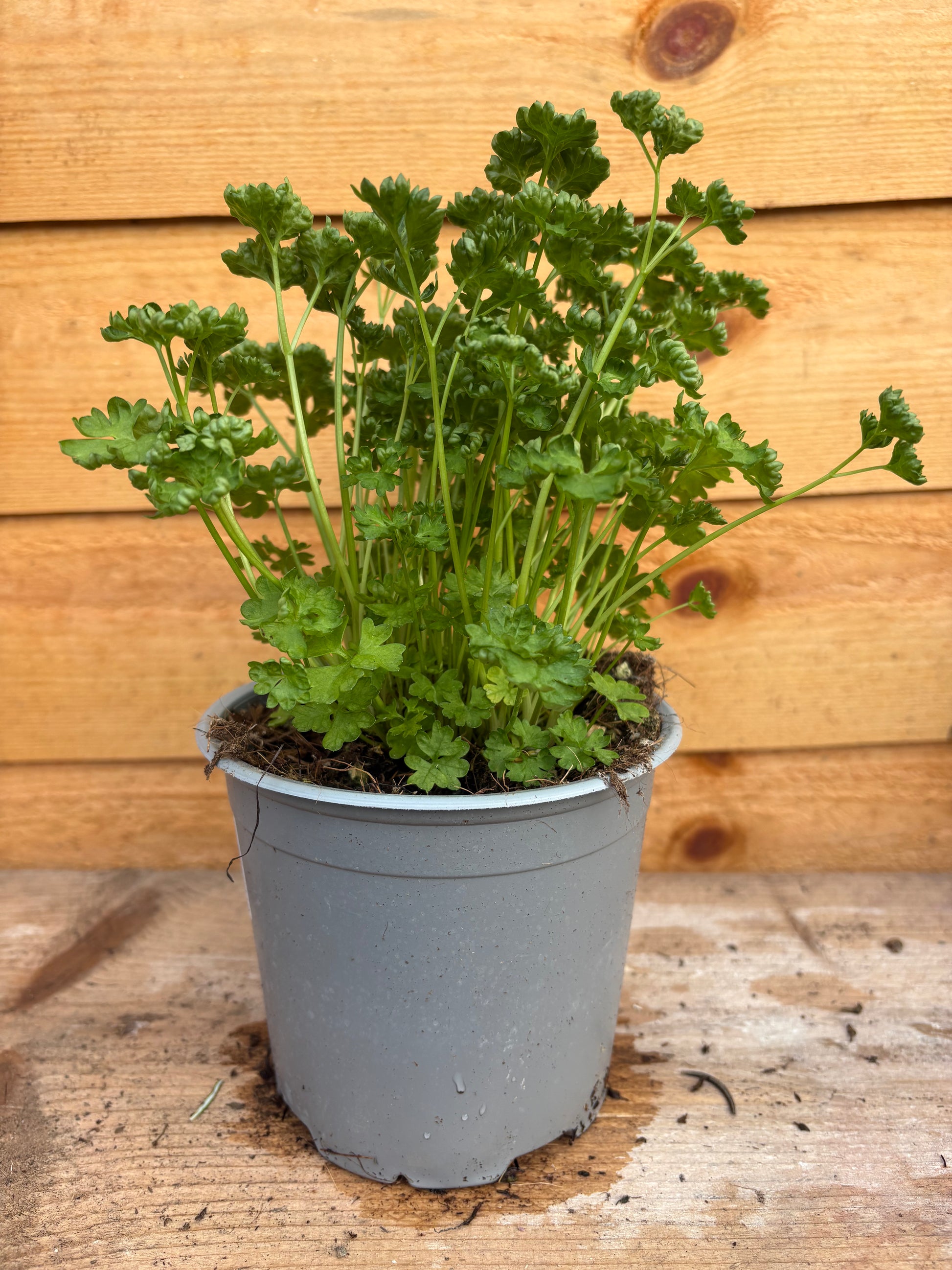 Petroselinum crispum ‘curly parsley’
