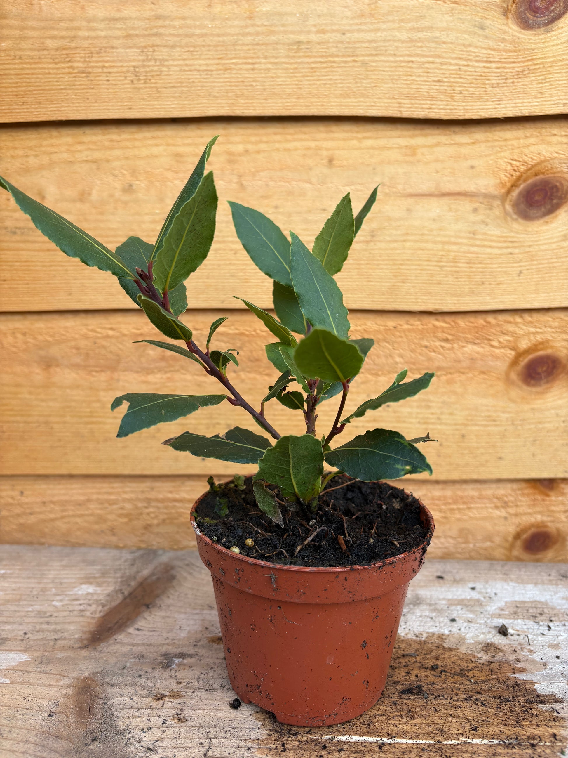 Laurus nobilis (bay)